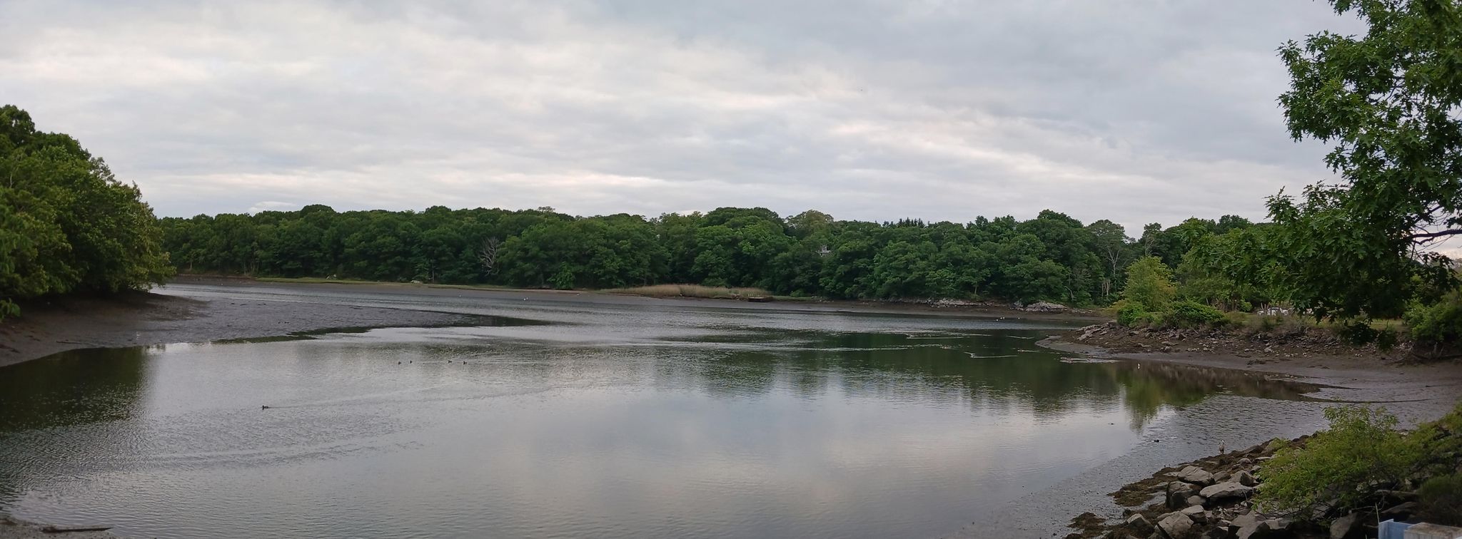 Overcast view of a wide river with muddy banks and dense green trees. - Devereux Beach – Castle Rock Park loop from Salem