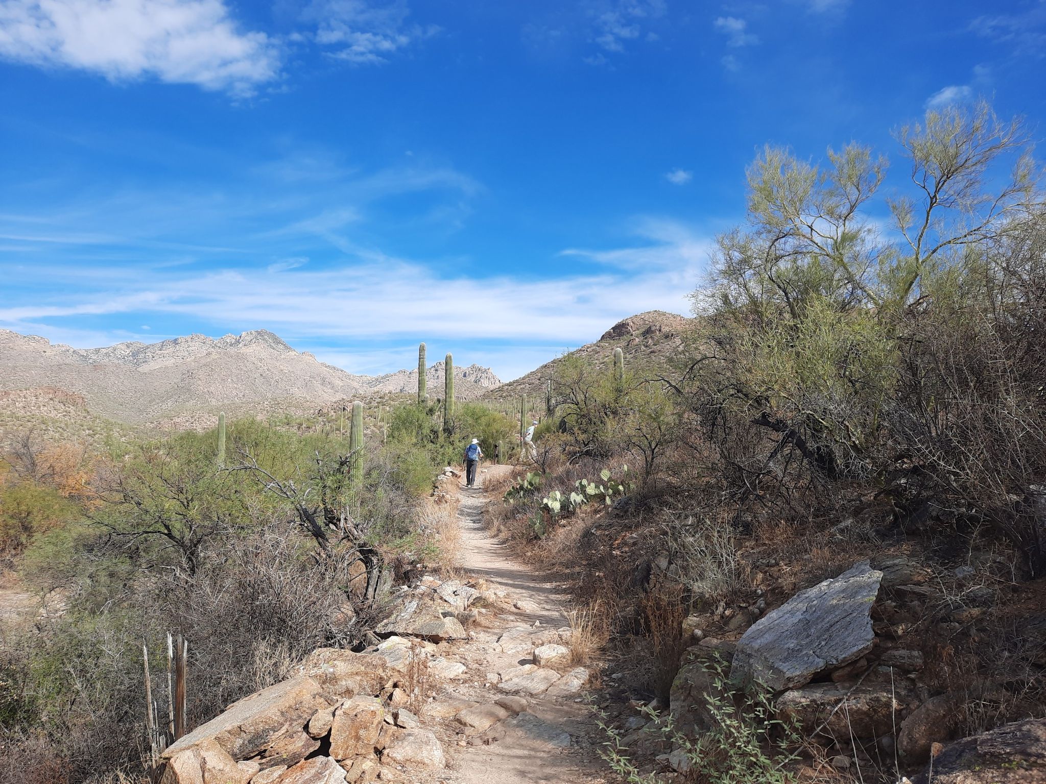 Person hiking on a desert trail with saguaros and mountains under a blue sky. - View of Pusch Ridge Wilderness loop from Sneed Parcel
