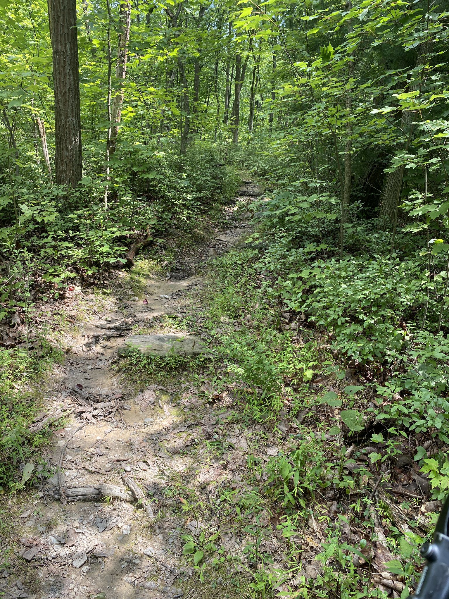 Narrow, muddy trail through a lush green forest with dappled sunlight. - Traverse Extended Loop via Moss Trail
