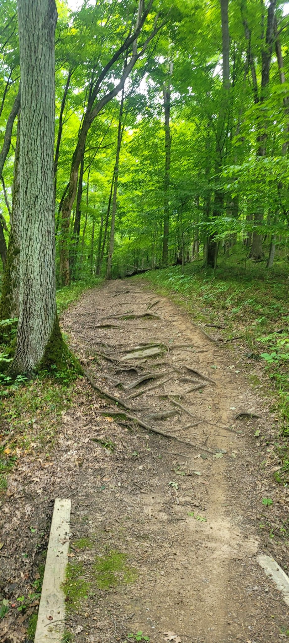 A forest path with exposed tree roots, surrounded by lush green trees. - East Fork Backpack Trail