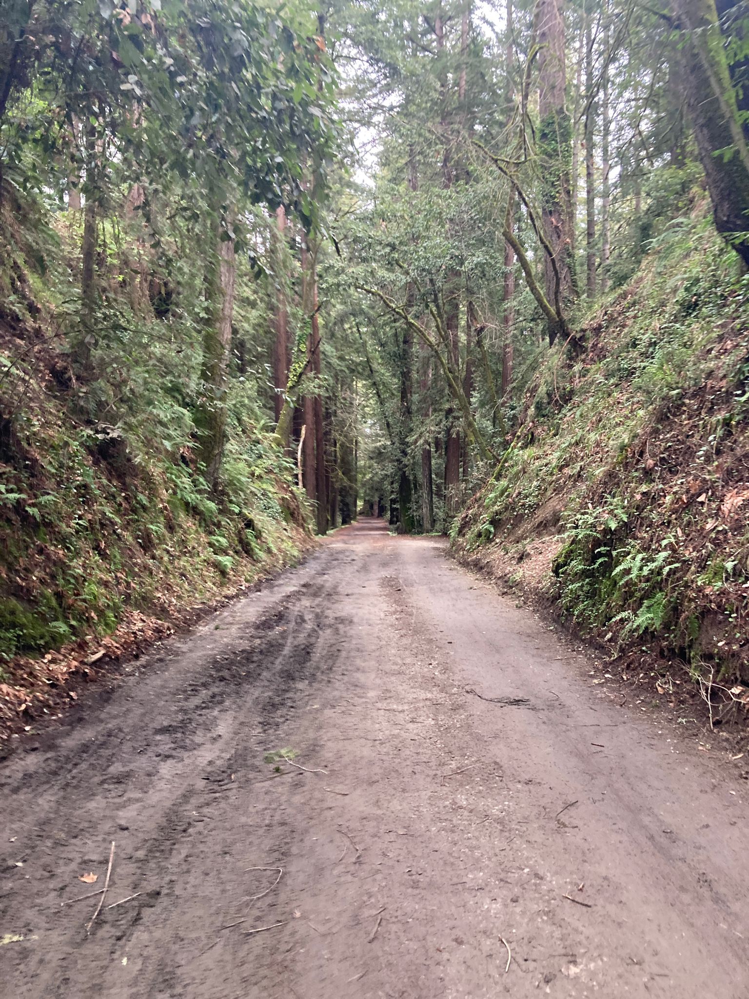 A long, straight dirt road through a dense, green forest canyon. - Bench by Aptos Creek – Tillman Grove loop from Seacliff State Beach
