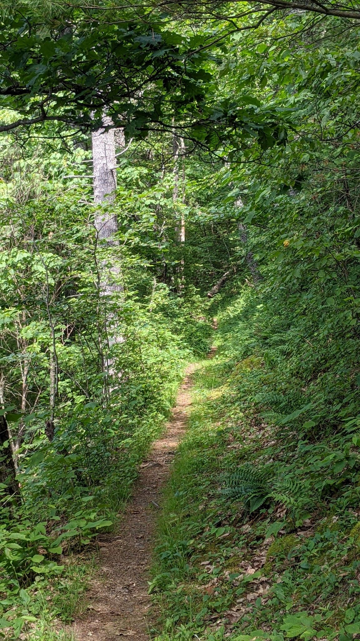 A narrow dirt path winds through a dense, sun-dappled green forest. - Jerrys Run and Road Hollow Loop
