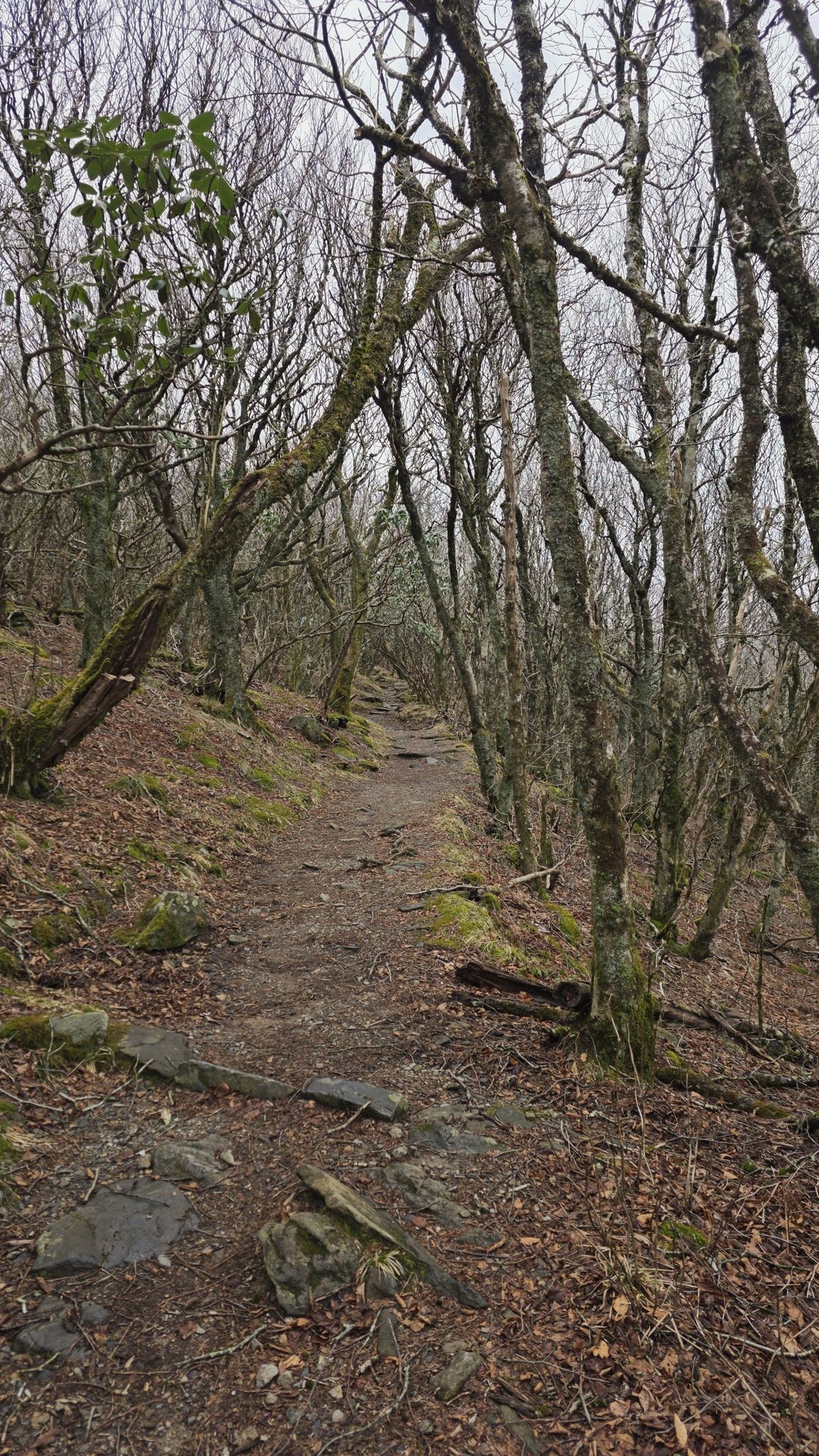 A winding dirt path through a bare, mossy forest on an overcast day. - Craggy Gardens Trail