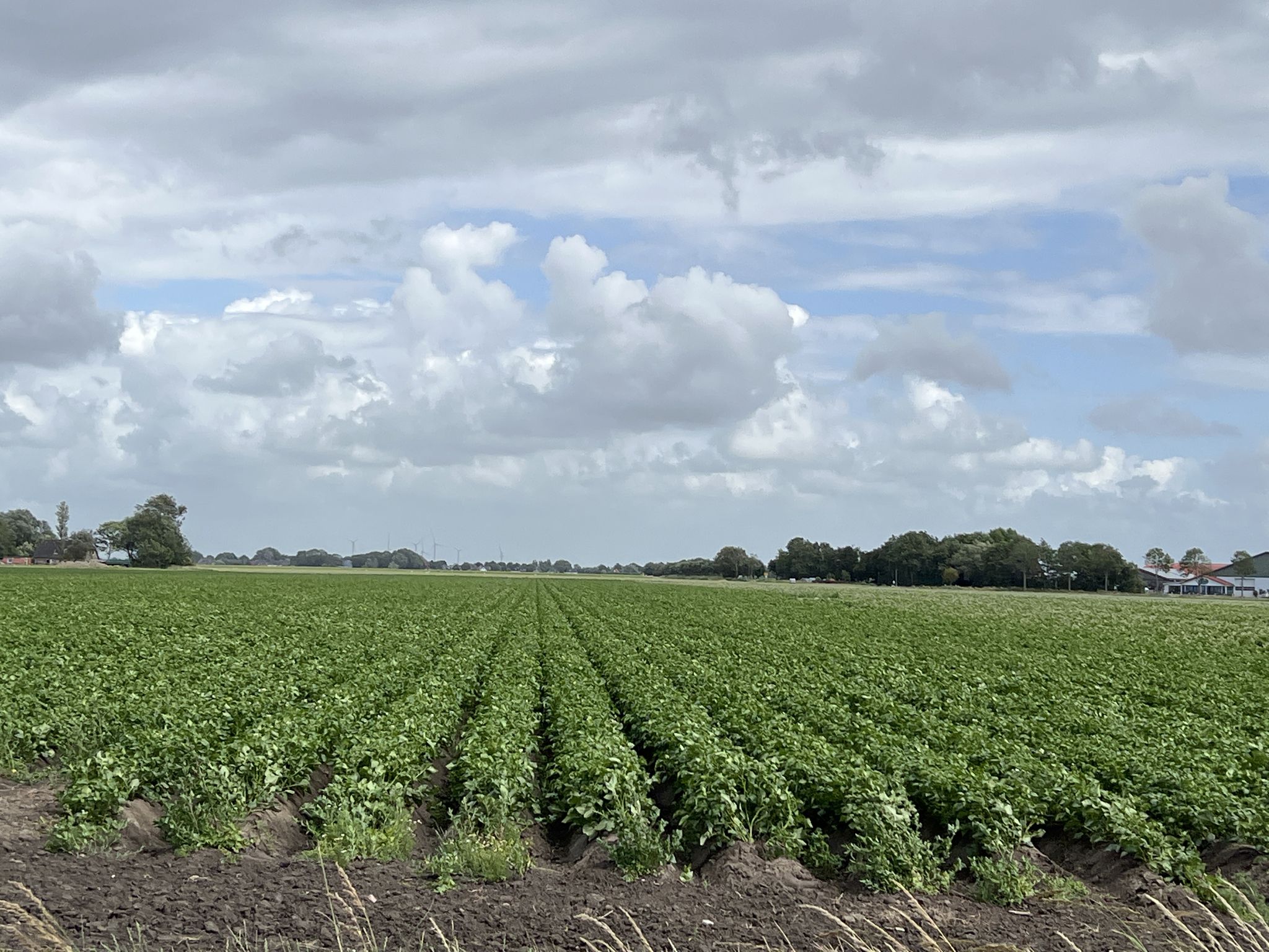 Dithmarschen: Kartoffeln 🥔 und Kohl 🥬