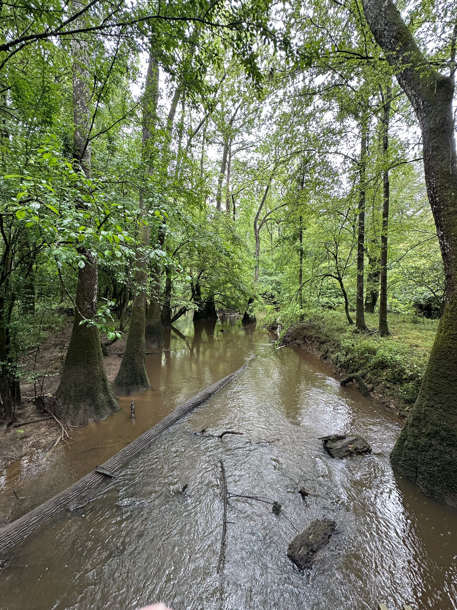 Narrow muddy stream flowing through a dense green swamp forest. - Kingsnake Trail
