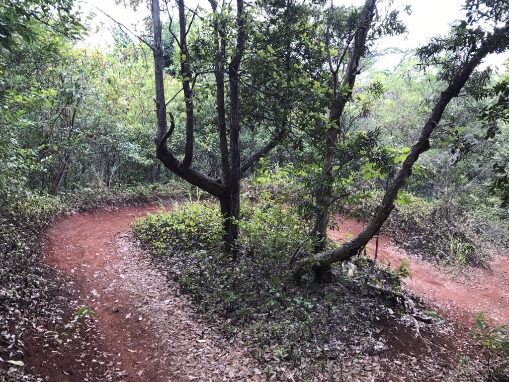 A red dirt path forks through a green, leafy forest under soft light. - Ohana Trail