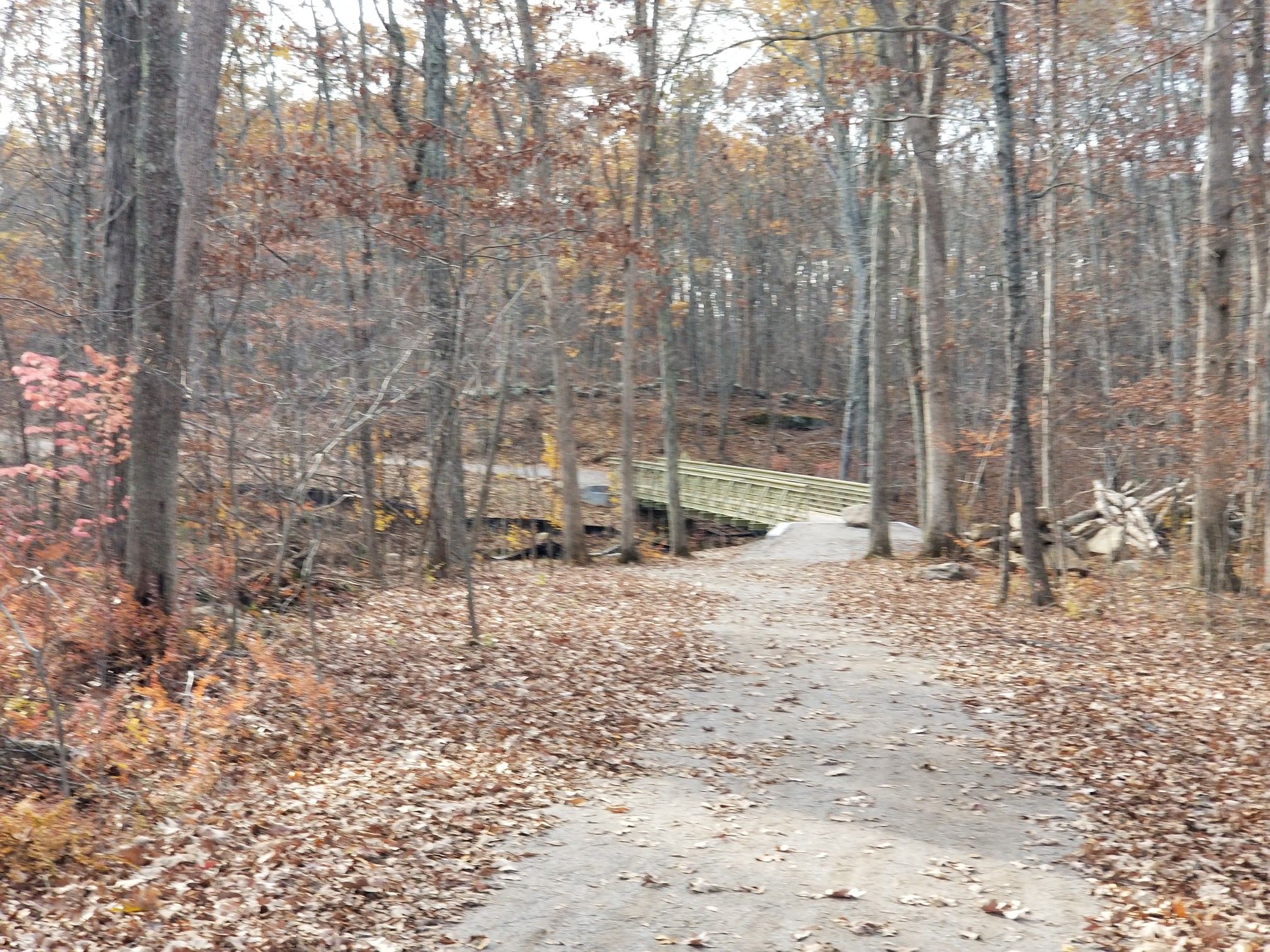 Forest path covered in autumn leaves, leading to a light-colored wooden bridge. - Kinney Road and Church Street Trail Loop