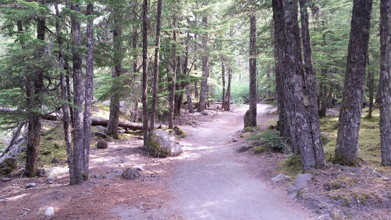 Forest path winding through tall trees with dappled sunlight. - Ramona Falls Loop Trail