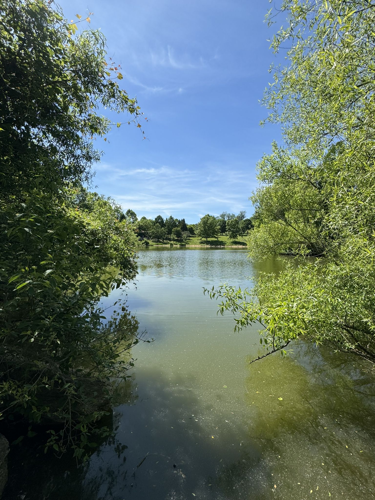 Sunny view of a calm pond framed by green trees under a blue sky. - Wilson Park Trail