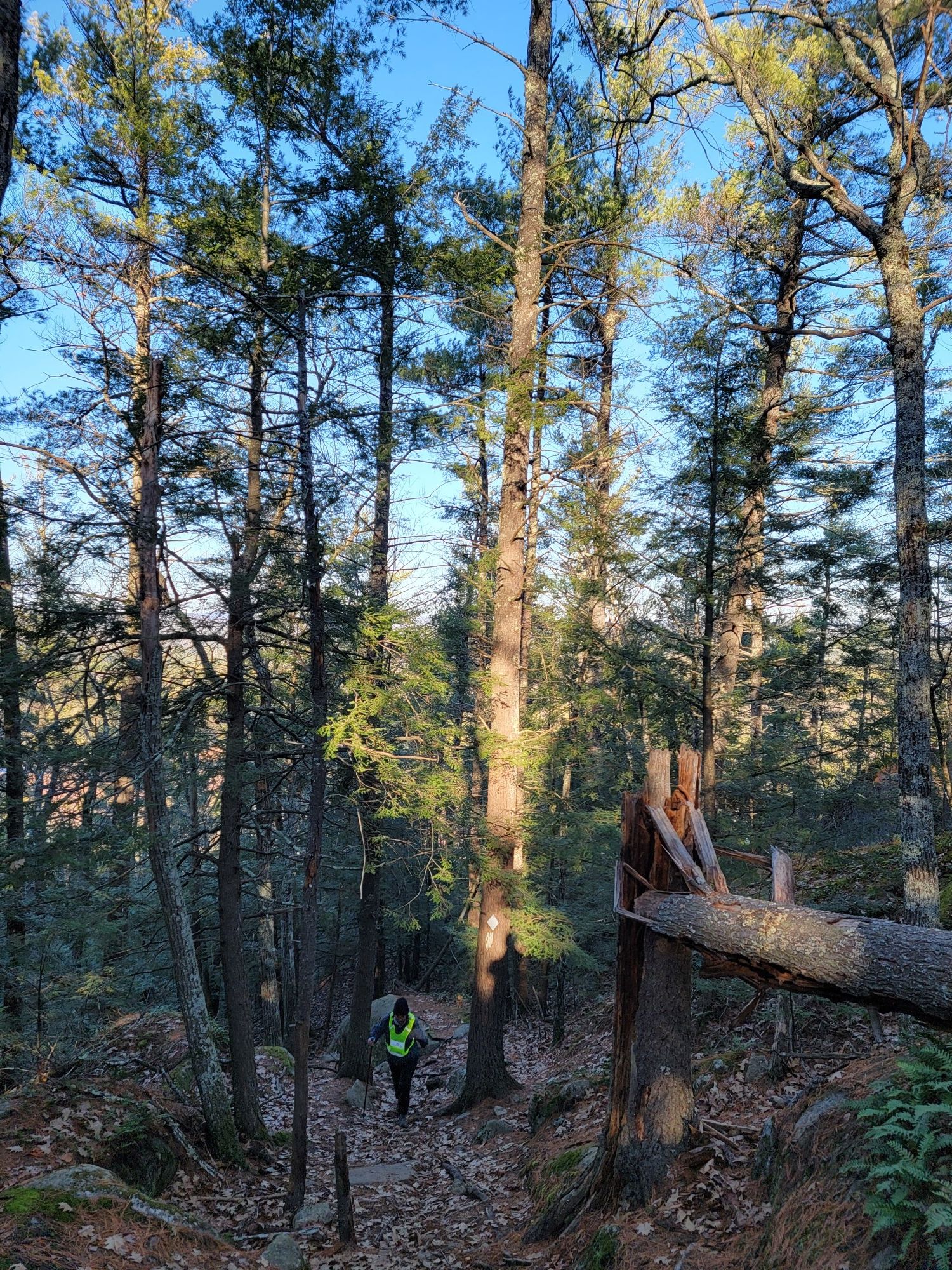Person in bright vest hiking down a sunlit forest path with tall trees. - North Mountain Trail