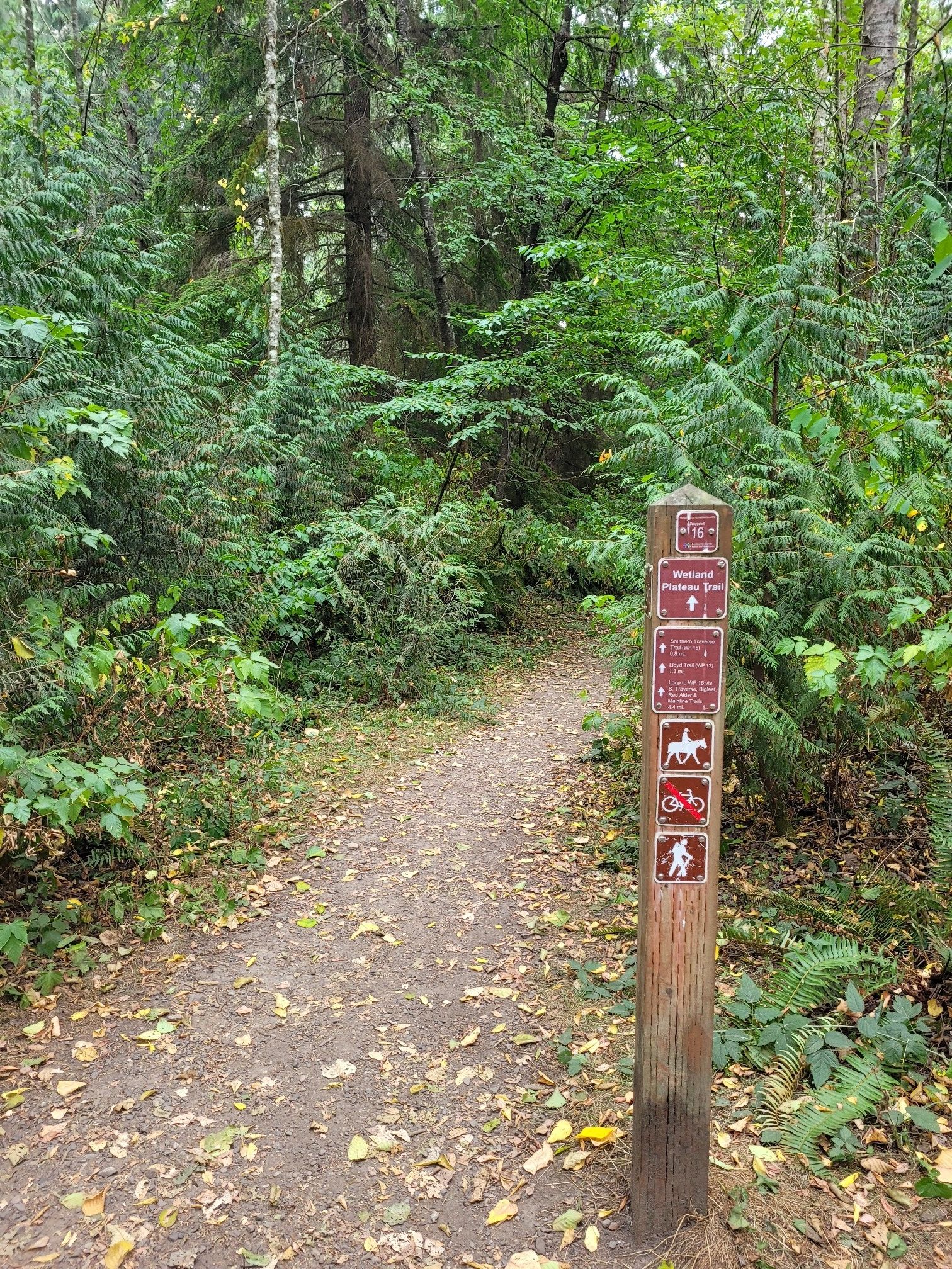 A wooden trail marker with activity symbols stands next to a dirt path in a green forest. - Lloyd and Forest Ridge Trail Loop