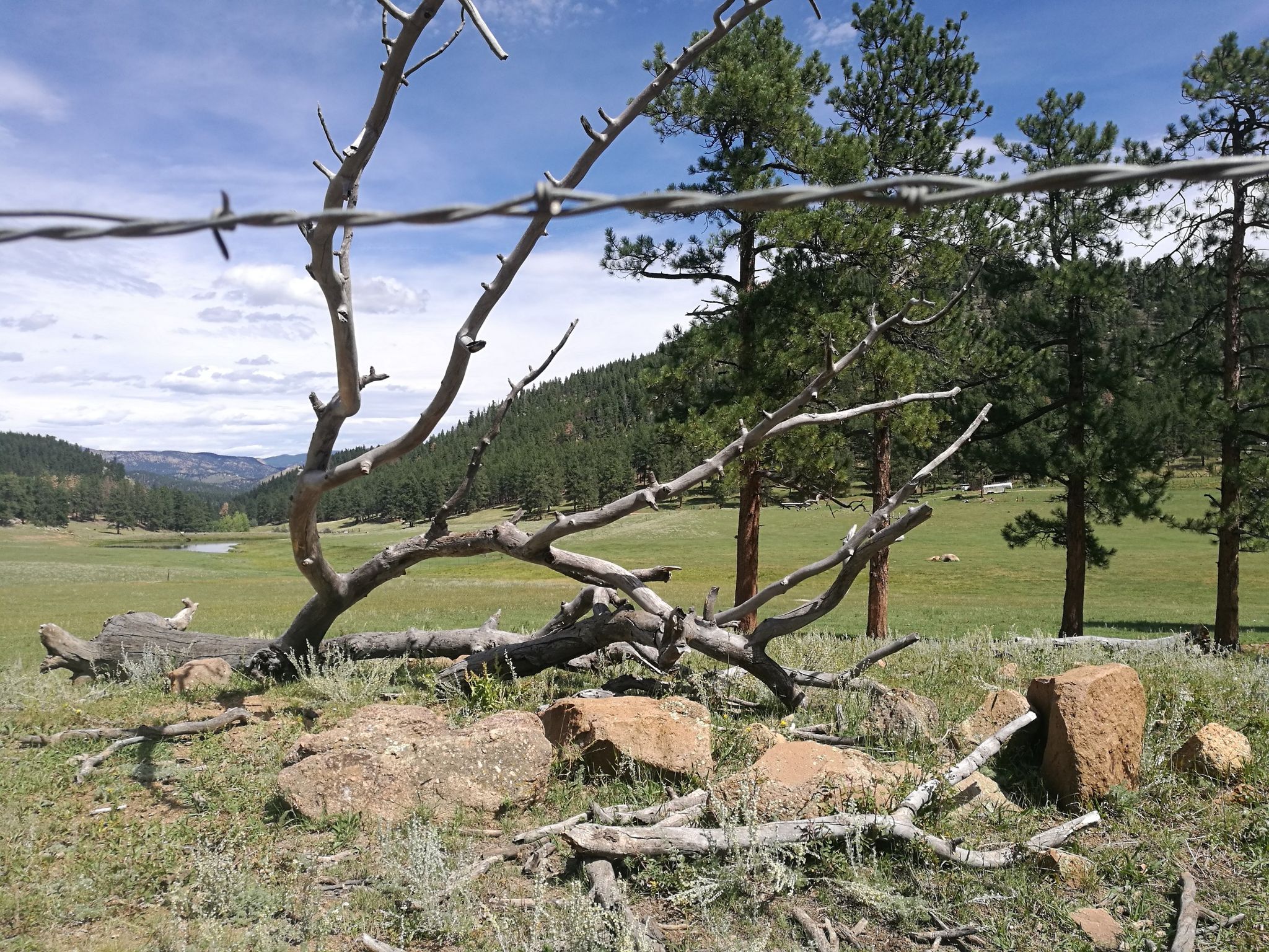 Barbed wire fence in foreground, with a dead tree and green field beyond. - North Fork Fire Station – Wellington Lake loop from Buffalo Creek