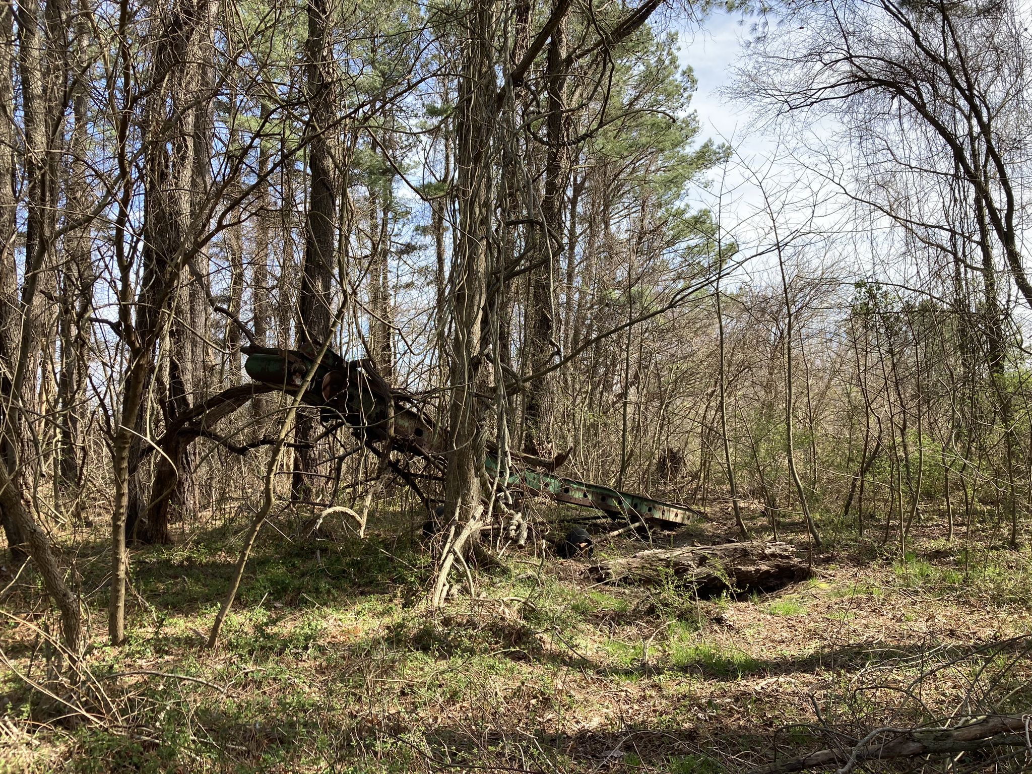 Dense undergrowth and bare trees surround a fallen, overgrown structure. - Tuckahoe State Park loop from Tuckahoe State Park