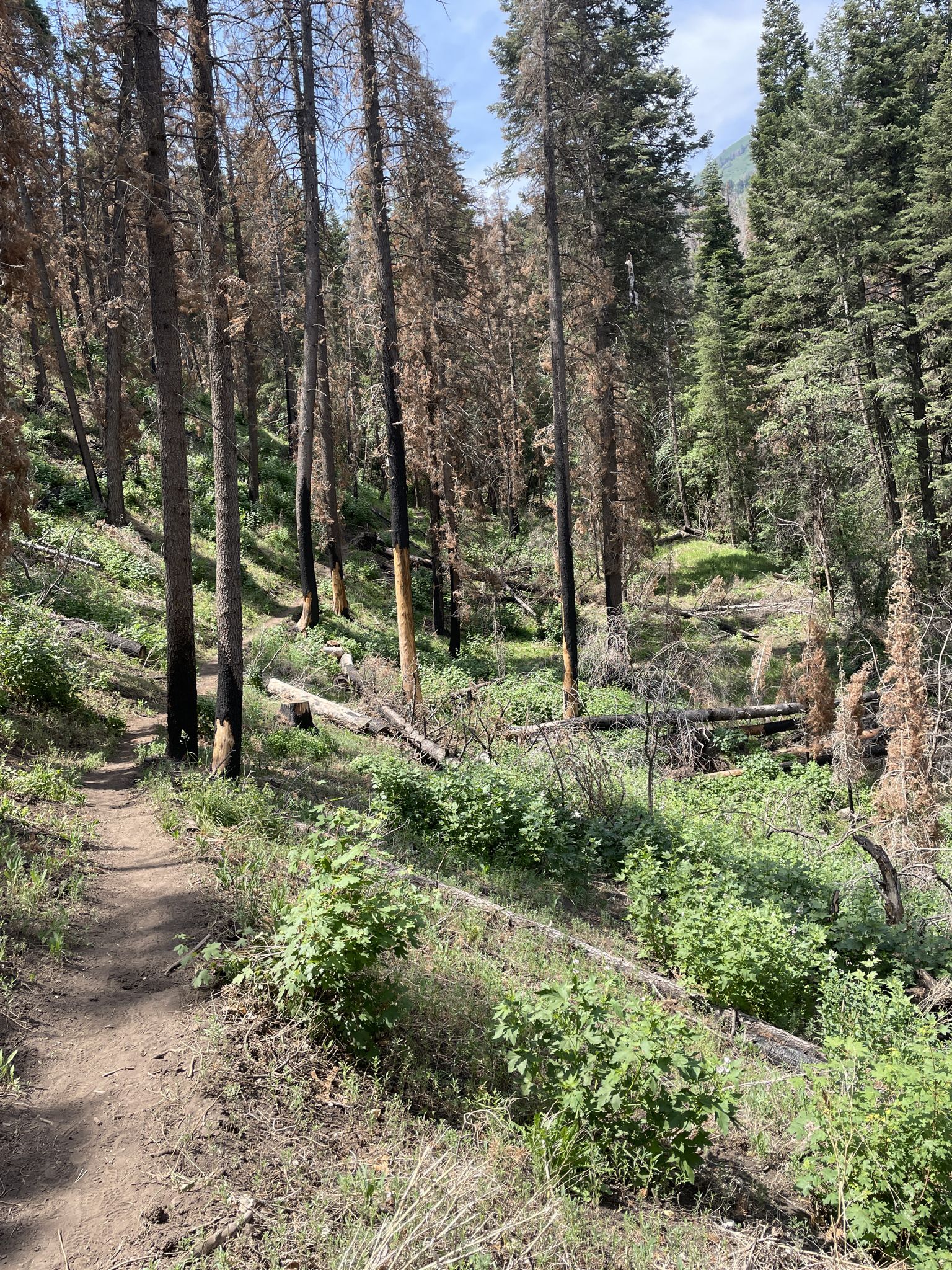 A dirt path winds through a sunny forest with green undergrowth and burnt trees. - Red Lake Trail