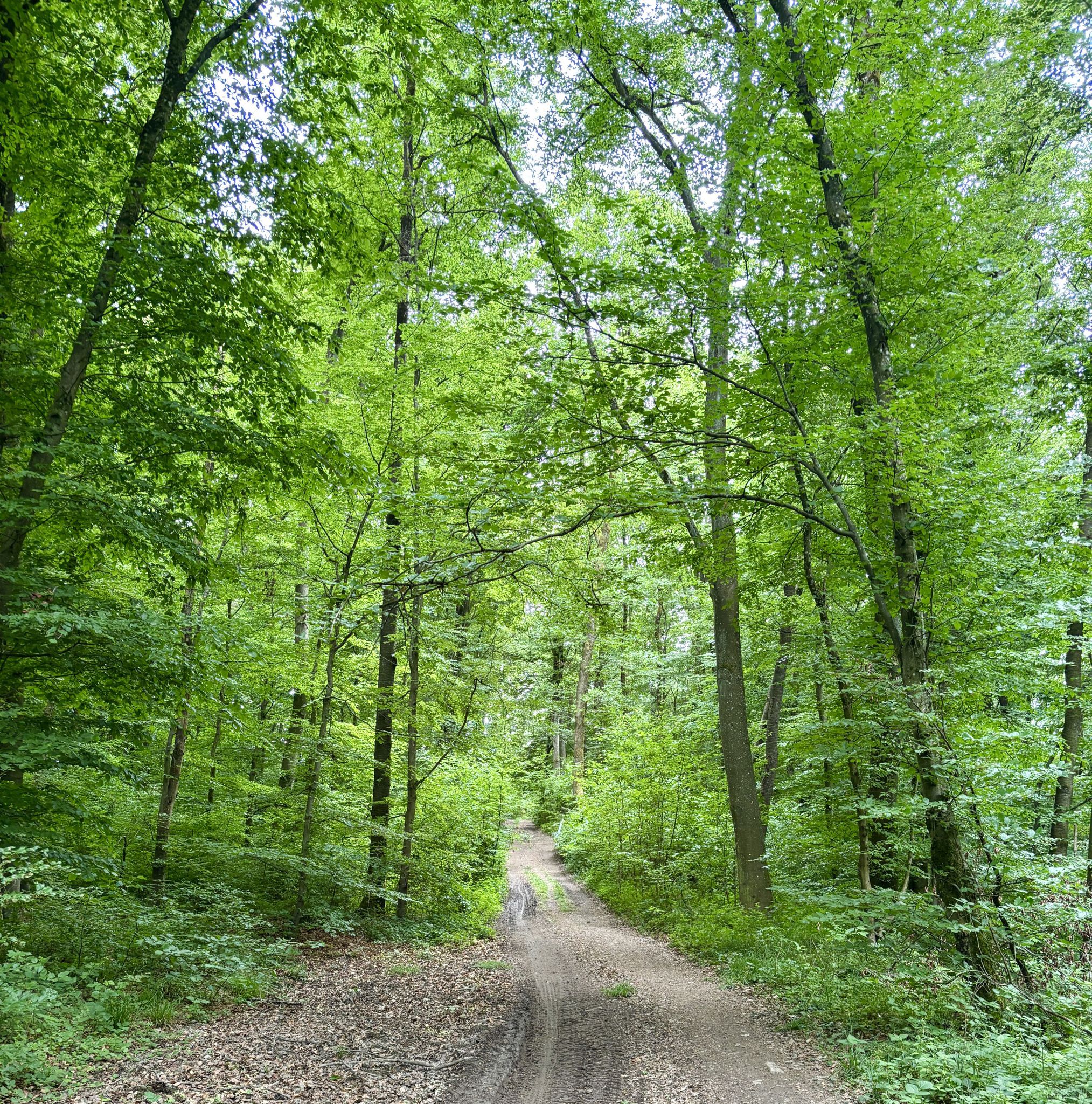 Traversée du petit bois