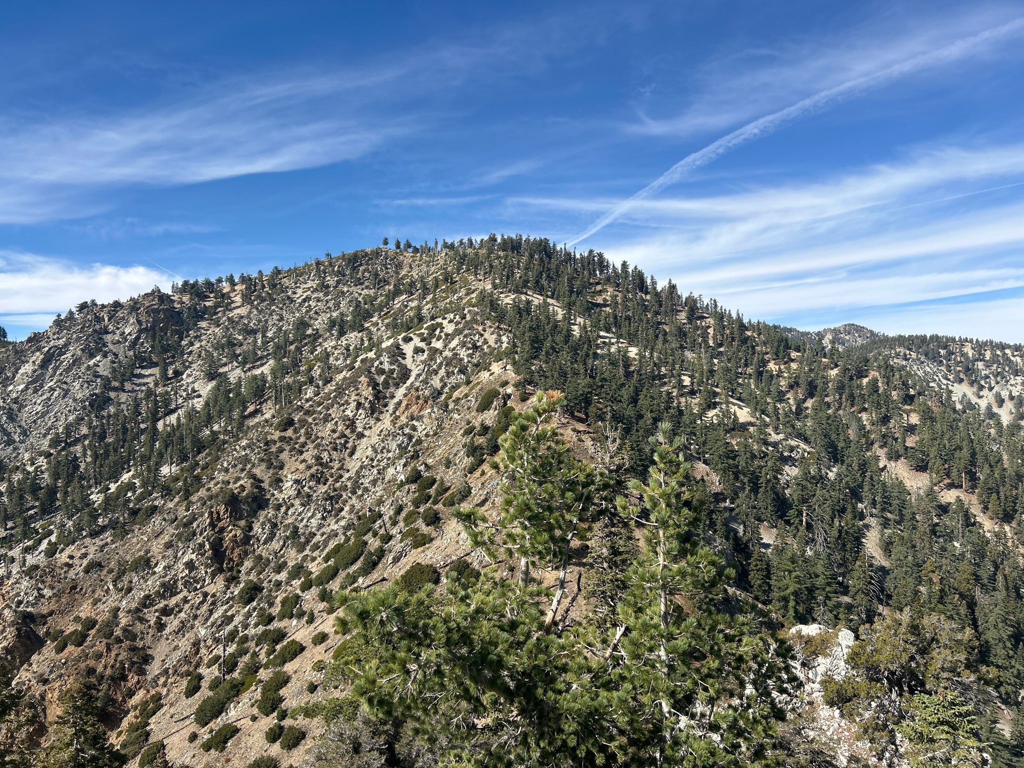 Mountain ridge covered in pine trees under a bright blue sky. - Cucamonga Peak via Icehouse Canyon Trail Loop