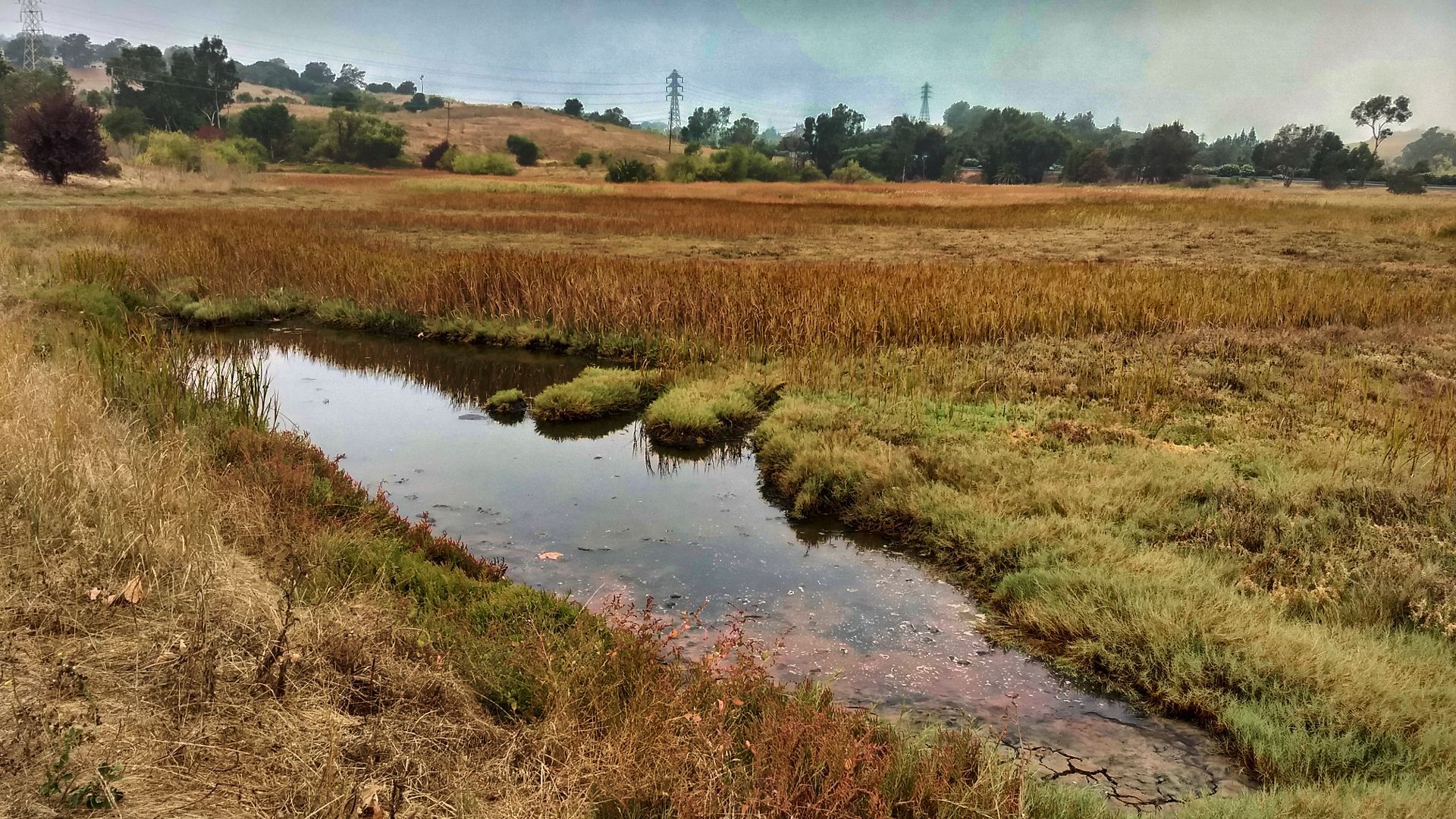 A narrow stream winds through a marsh of tall reeds under an overcast sky. - Benicia State Recreation Area – Mike Taugher Trail loop from California Maritime Academy