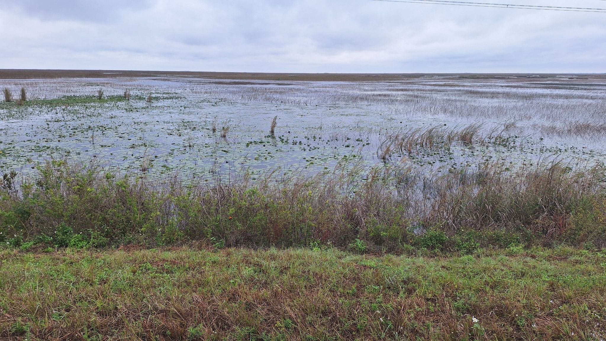 A vast wetland covered in water plants under an overcast sky. - Conservation Levee Greenway Loop