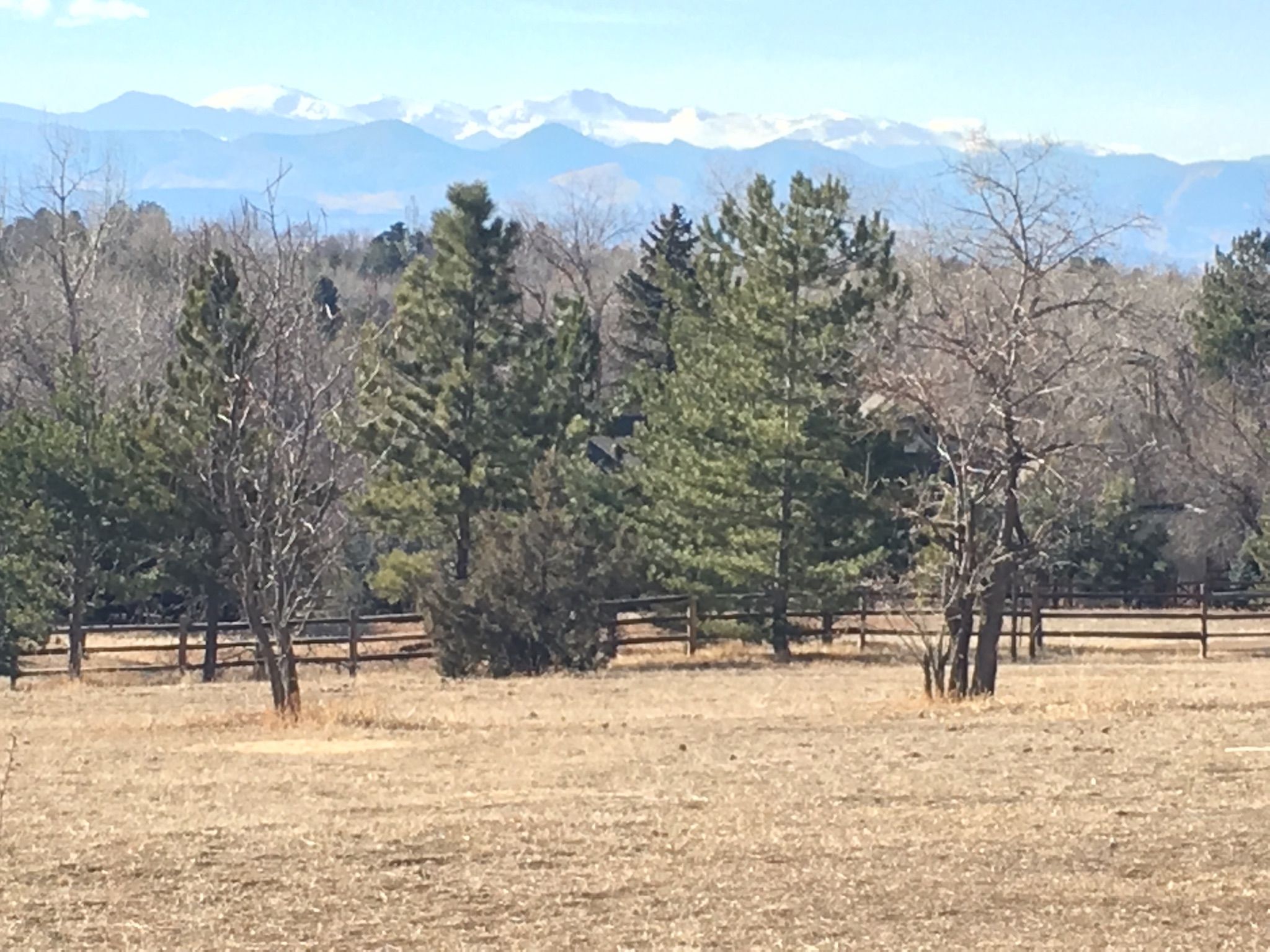 Forest of pine and bare trees with distant snow-capped mountains and dry grass. - Sumac Hill Farm viewpoint loop from Southglenn