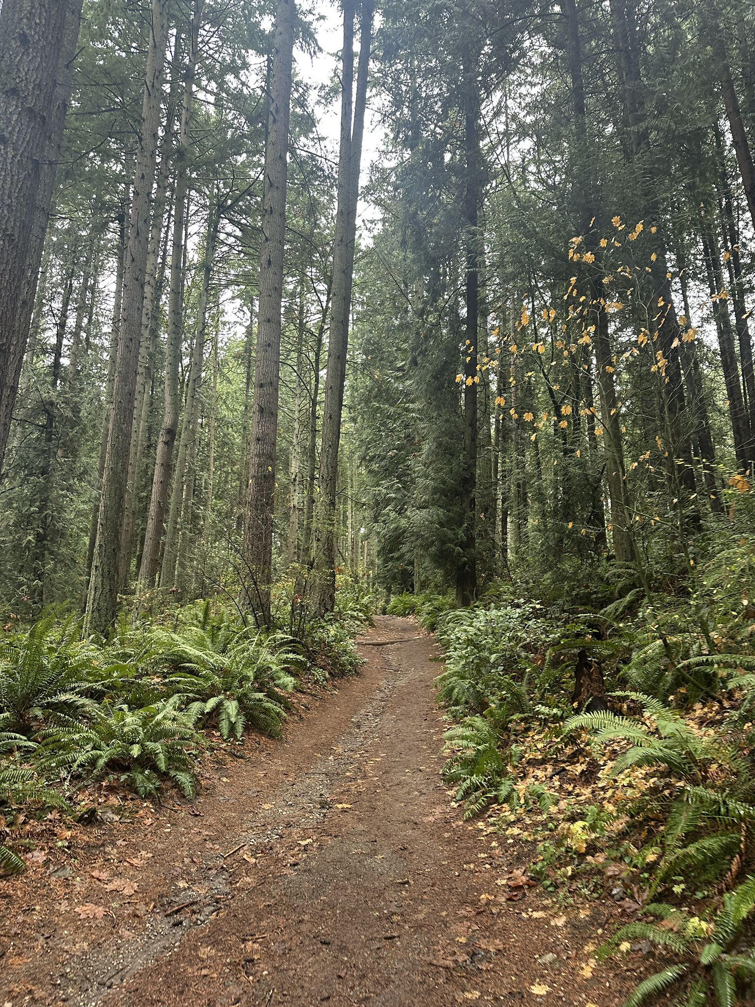 Wide forest path lined with tall trees and abundant green ferns. - Coyote Trail Loop
