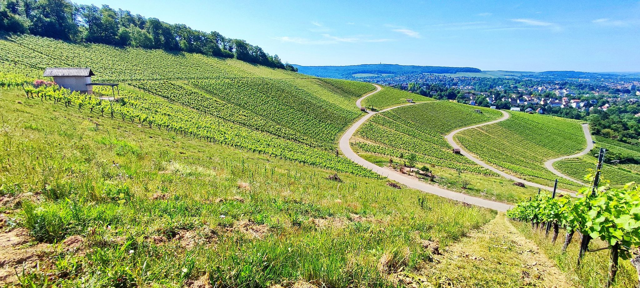 Auf dem Wein-Panoramaweg