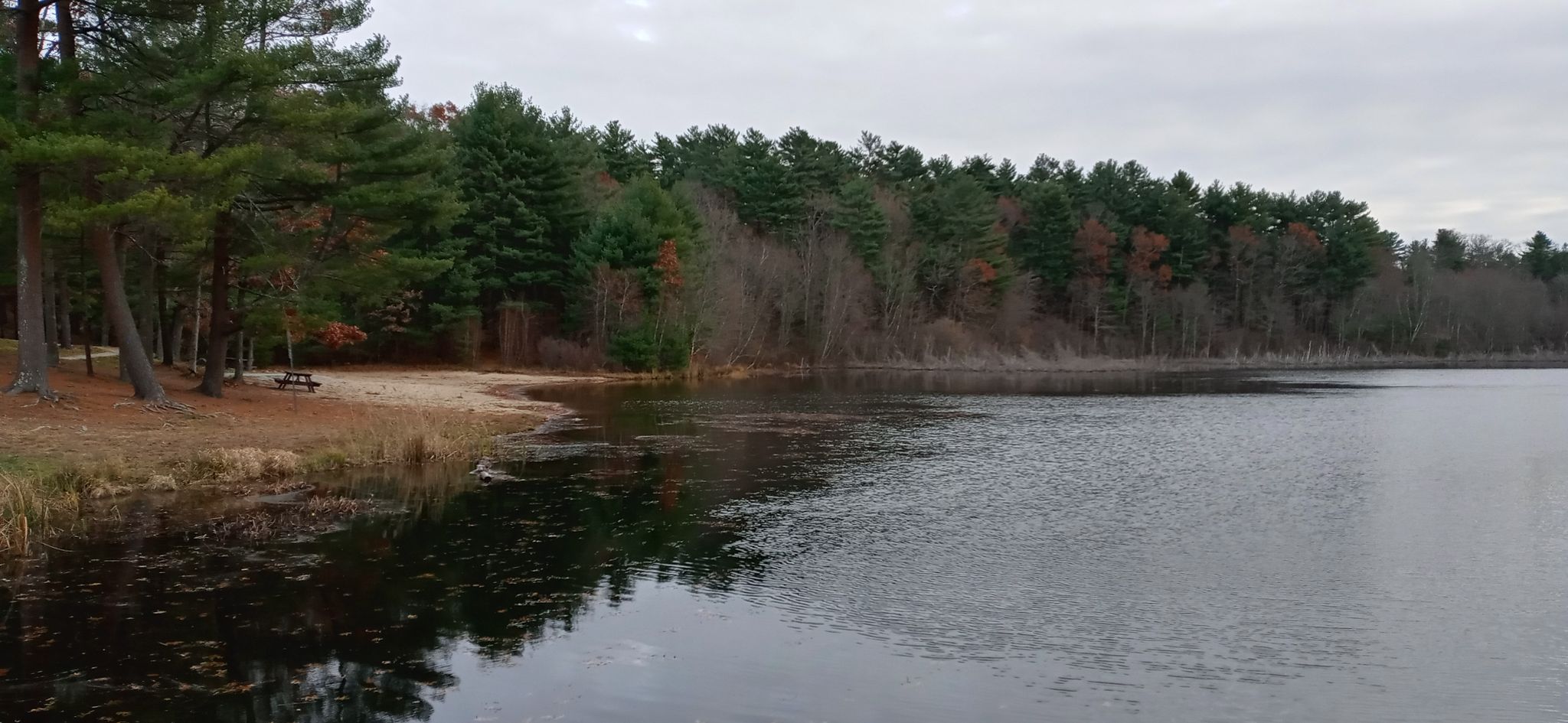 Lake shore with a small beach and dense forest under a cloudy sky. - Middle Pond loop from Massasoit State Park