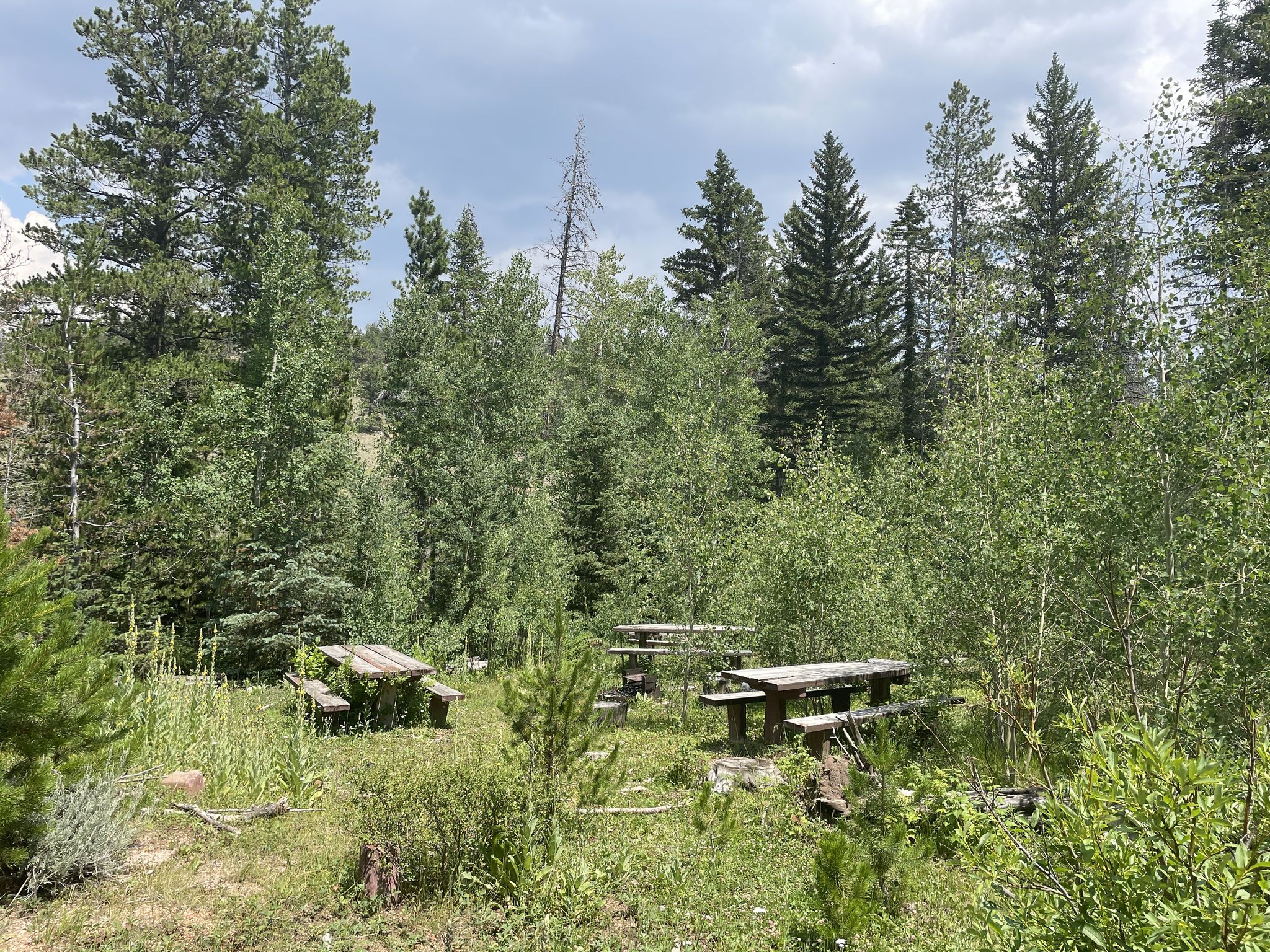 Wooden picnic tables in a forest clearing under an overcast sky. - Running loop from Happy Jack Trailhead