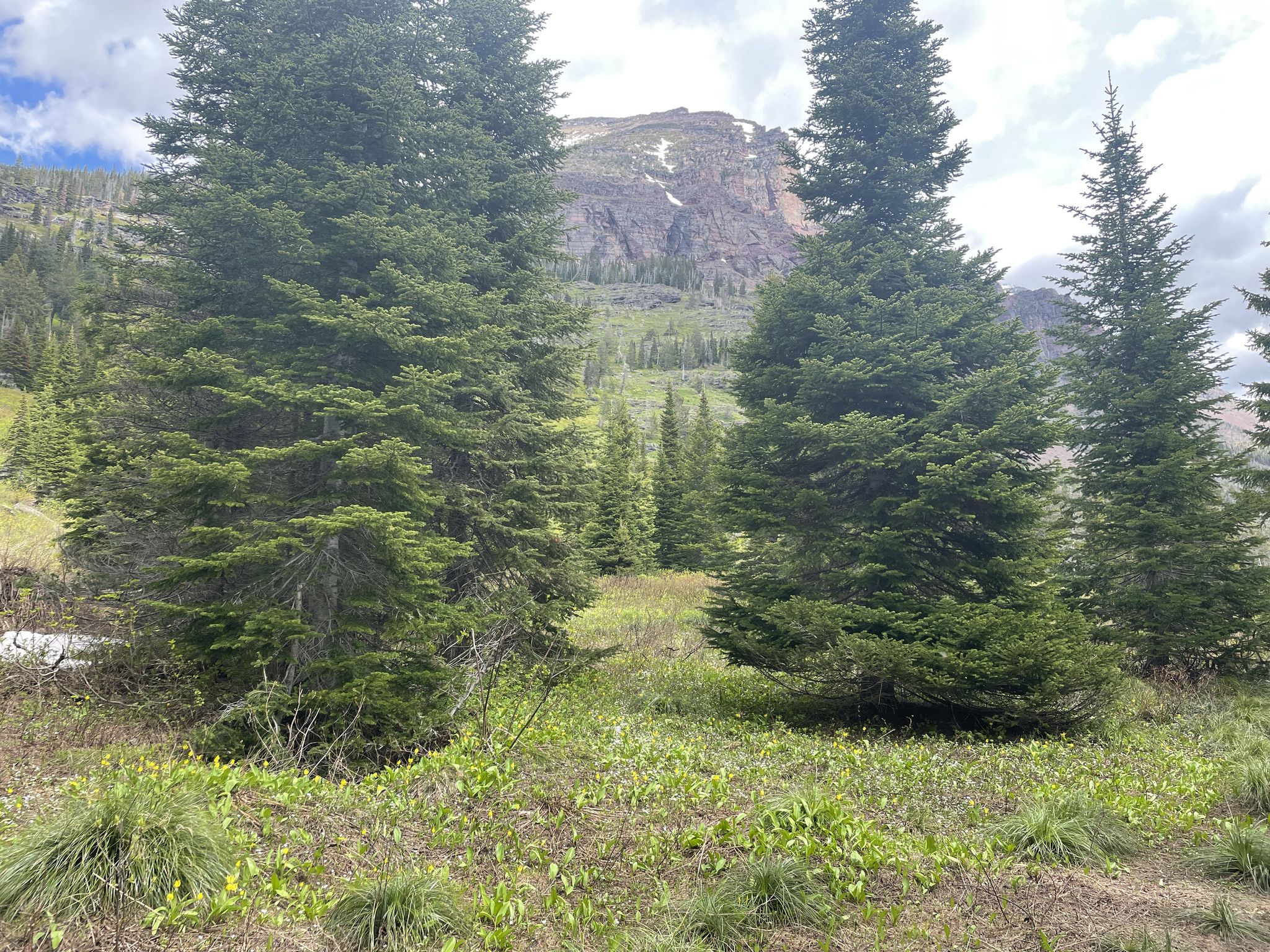 Tall pine trees frame a grassy clearing with a distant rocky mountain. - Twin Falls Trail