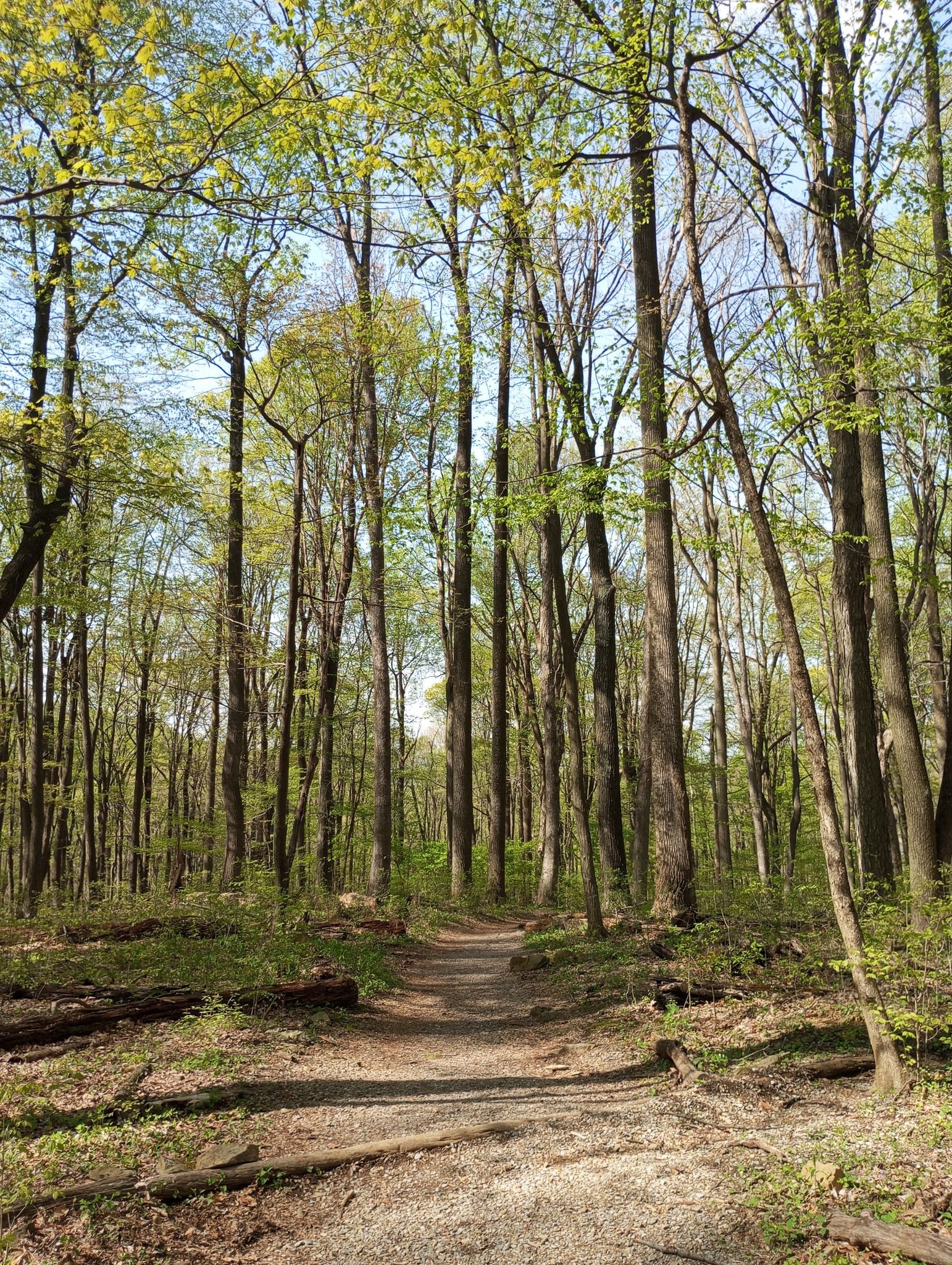 Sunny forest path lined with tall trees and new spring leaves. - Blue Ridge Summit Trail