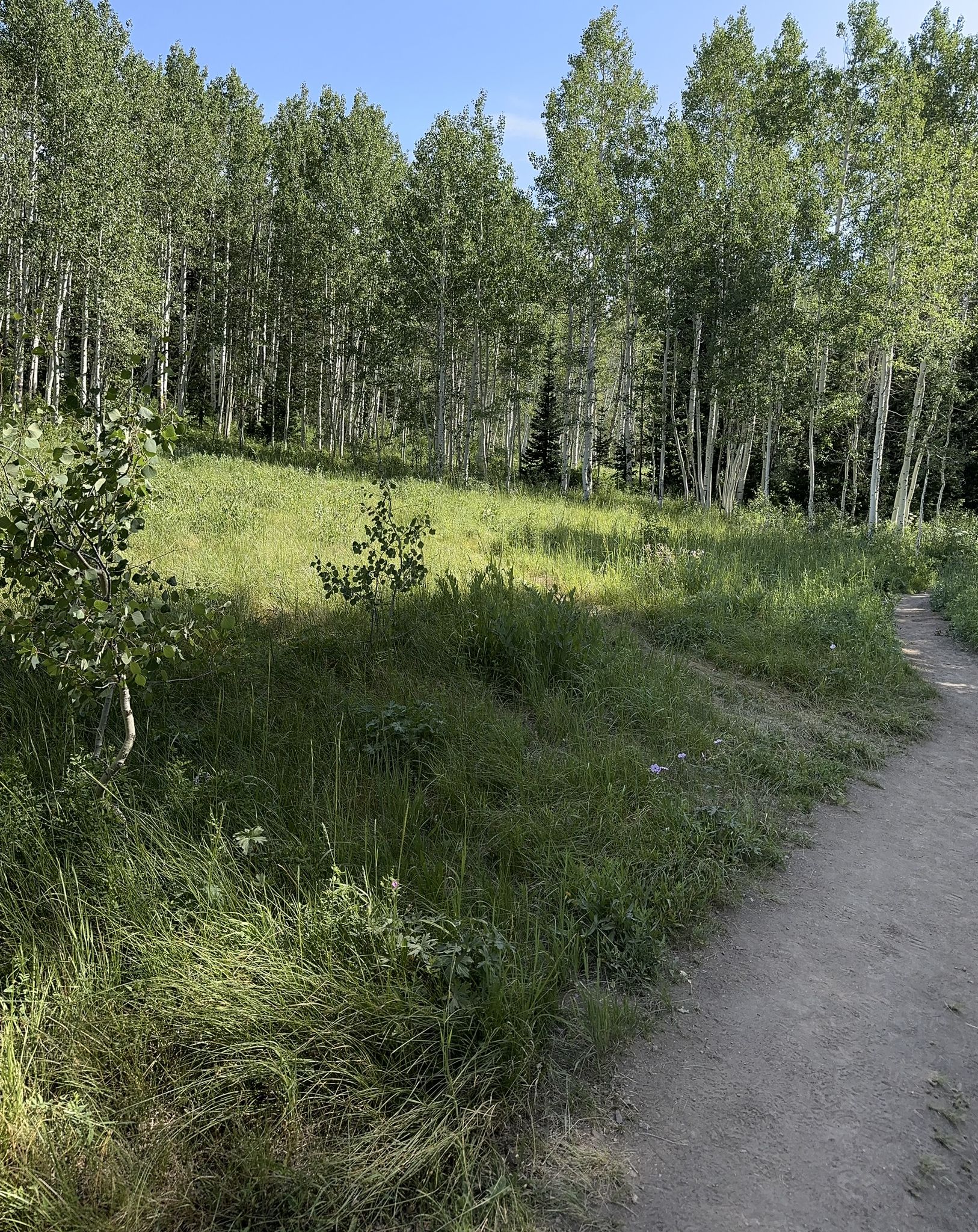 Dirt path winding through a sunny grassy field with tall aspen trees. - Willow Lake Trail