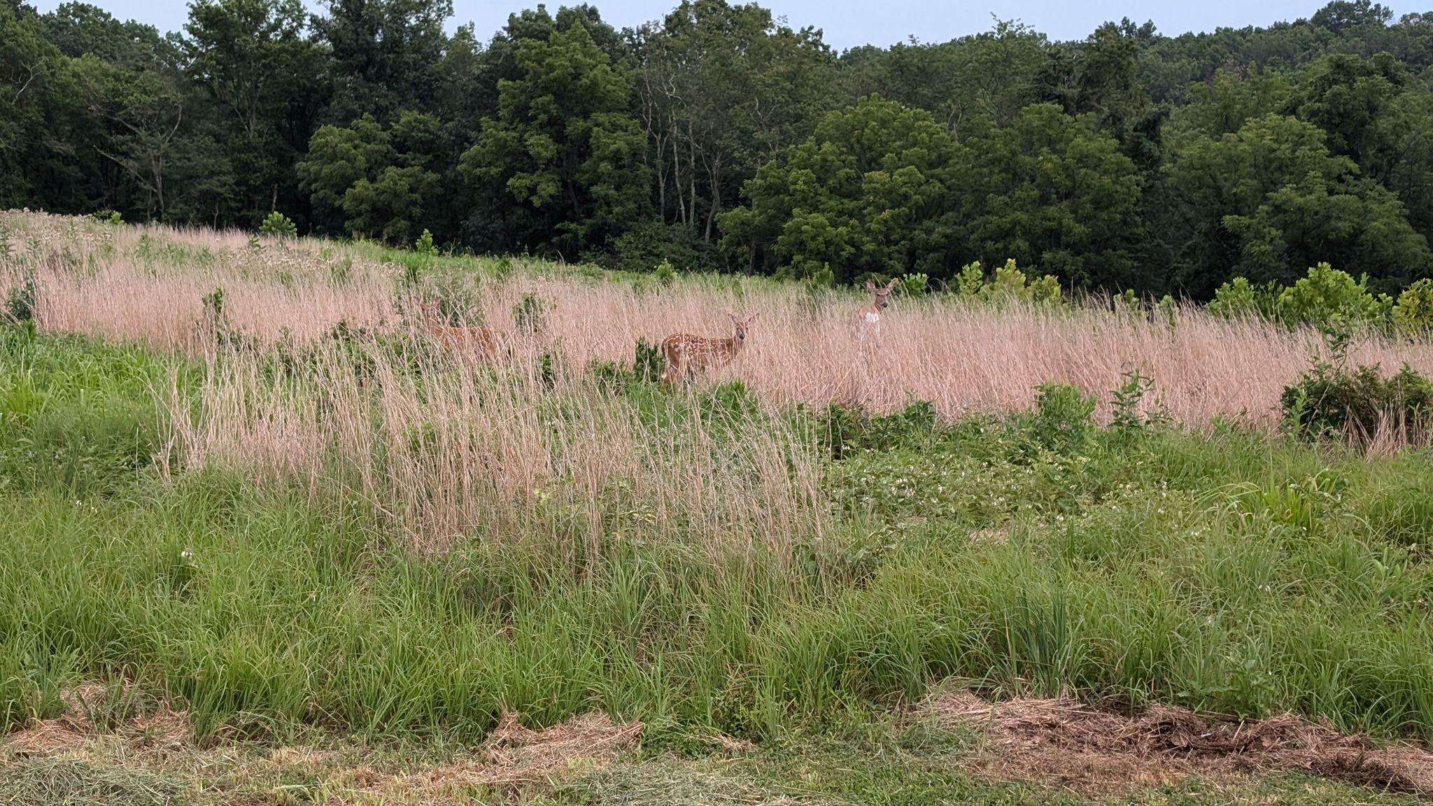 Two deer partially hidden in tall, dry grass with green forest behind them. - Inlet Trail