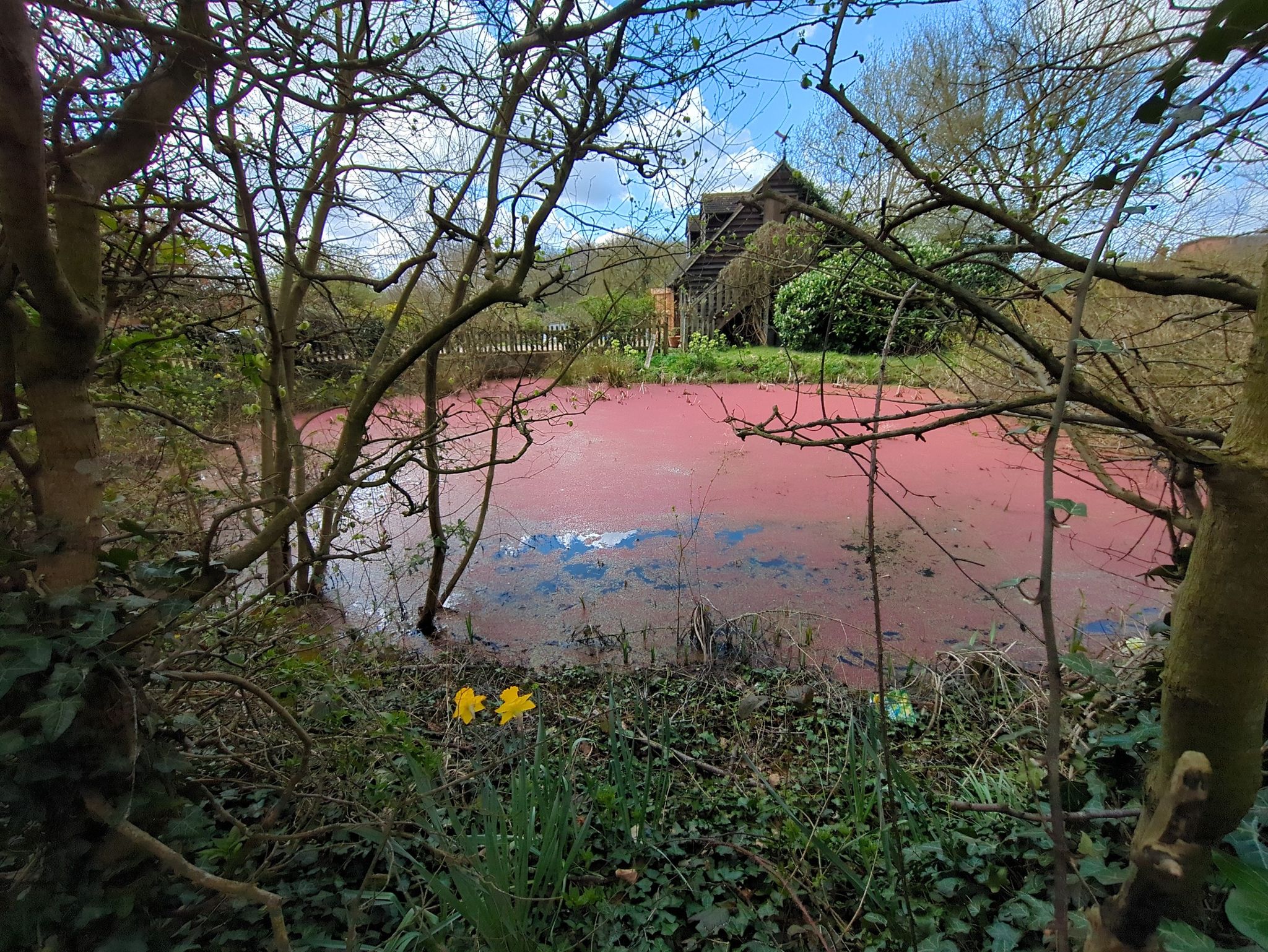 the red pond