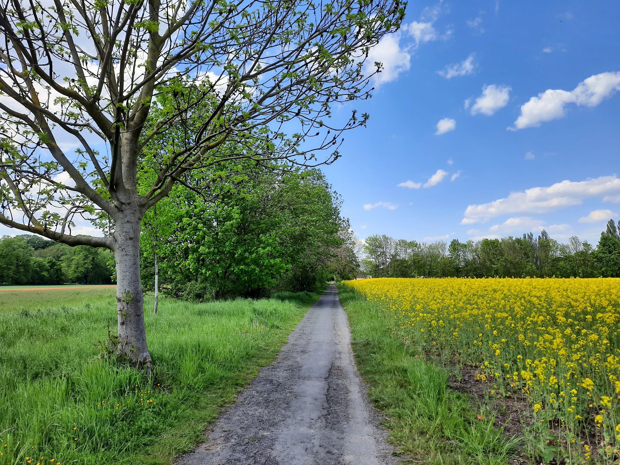 Lutherweg nach Großpaschleben