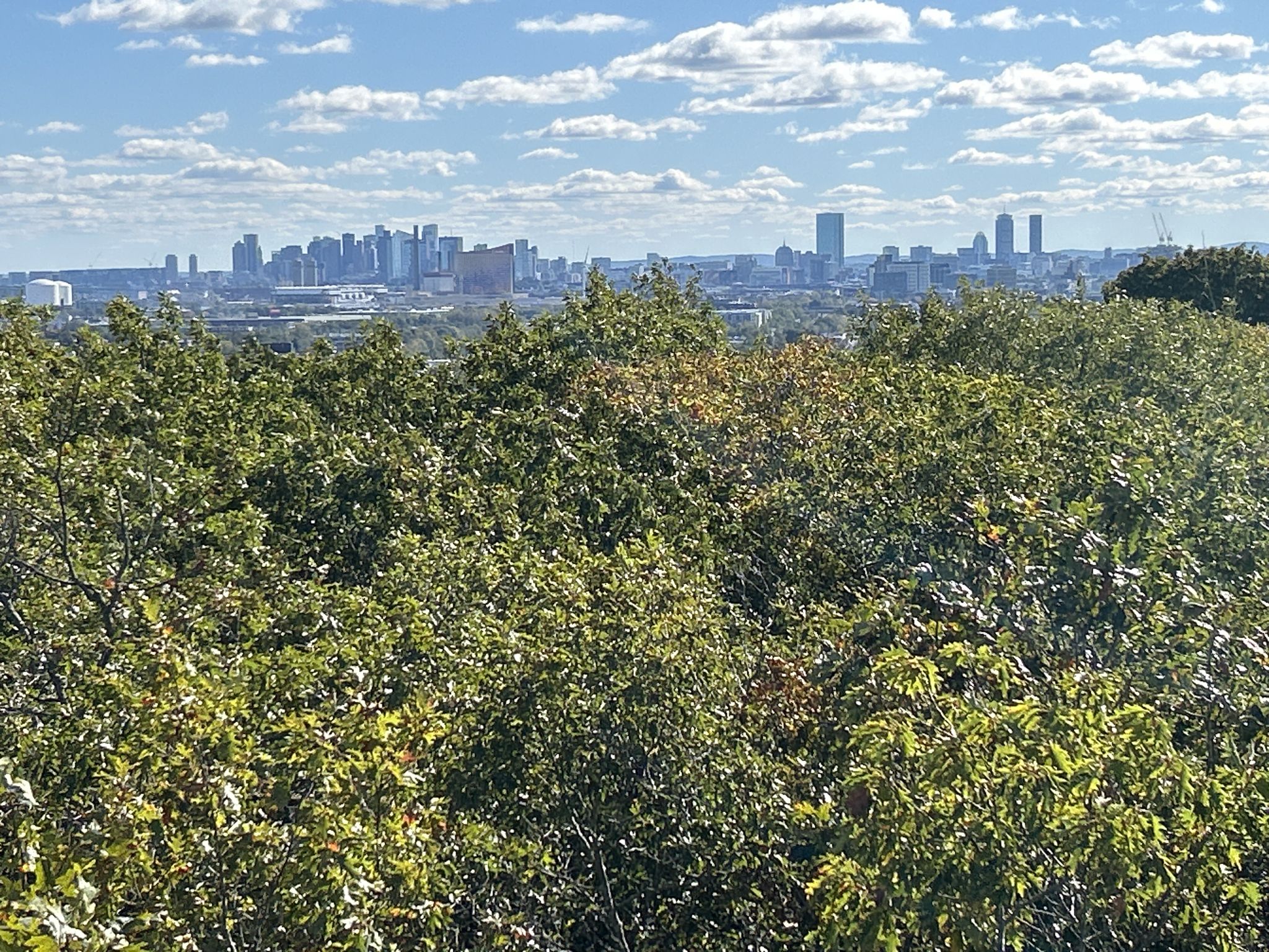 A distant city skyline is visible above a dense canopy of green trees. - Middlesex Fells Reservation – Pinnacle Rock loop from Melrose