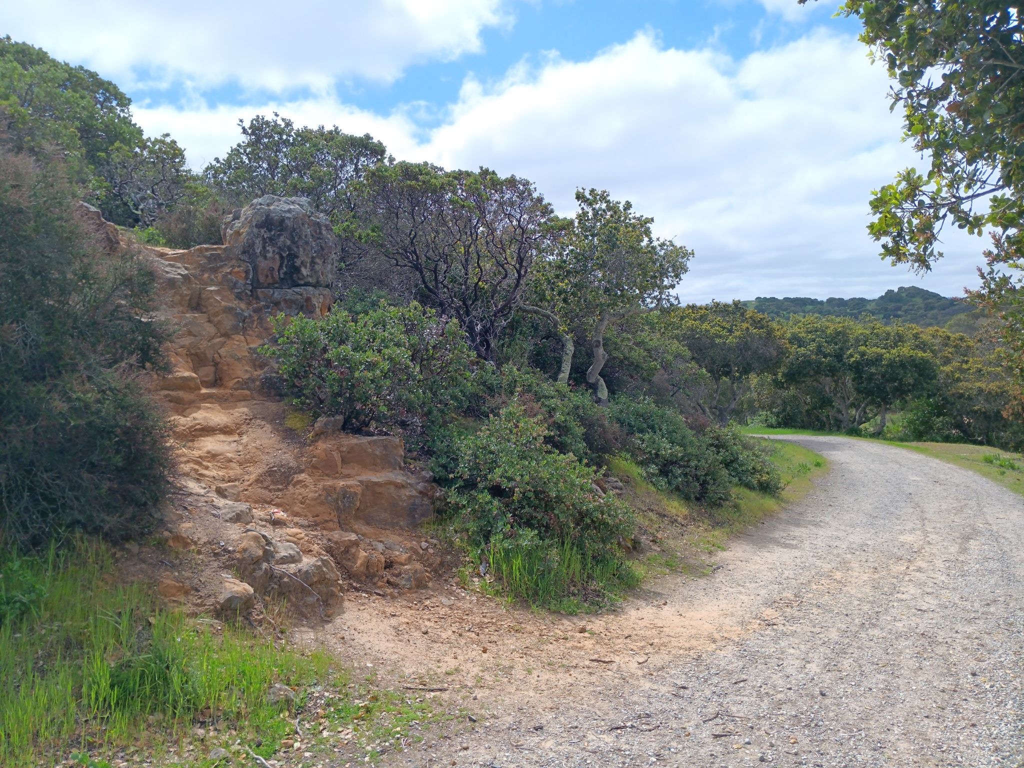 A dirt path curves beside a rocky, stepped trail with green trees and shrubs. - Bike loop from Portola / Davenrich (2nd)