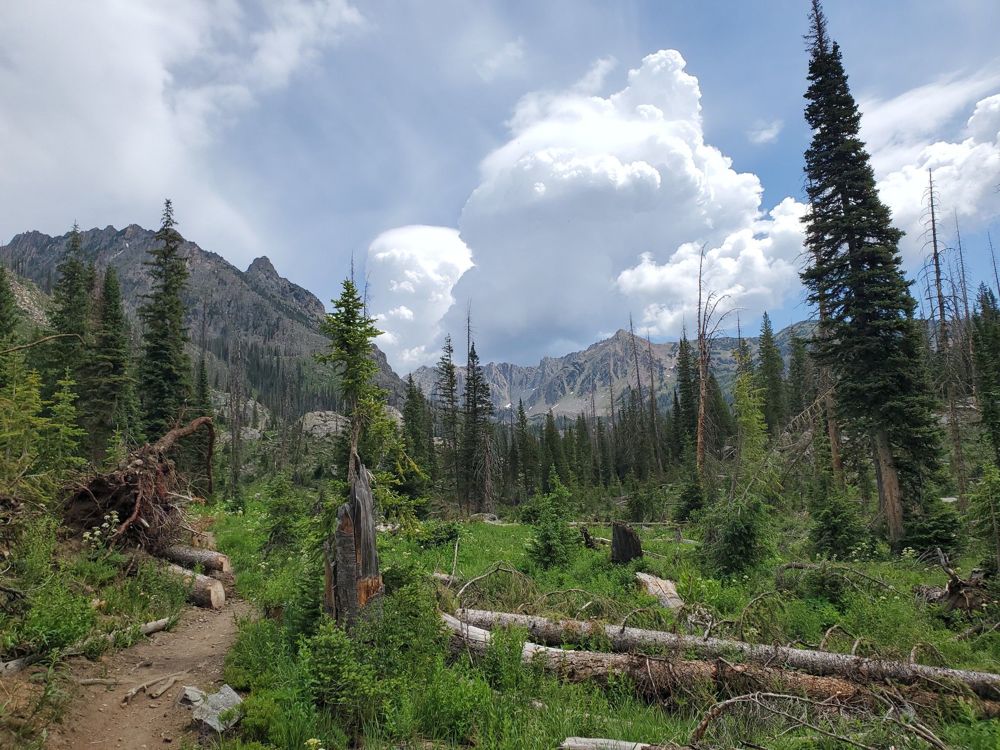 Forest clearing with fallen trees, distant mountains, and cloudy sky. - Gilpin Lake and Gold Creek Lake loop (Zirkel Circle)