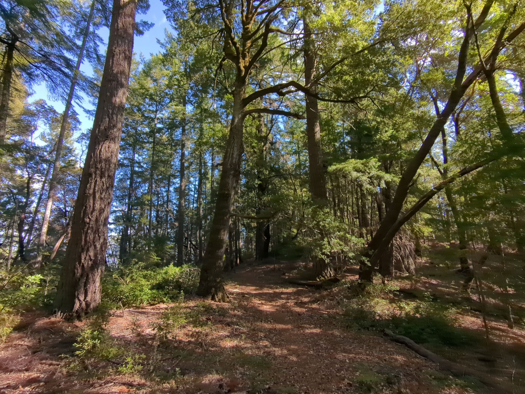 nice walk along beautiful old trees