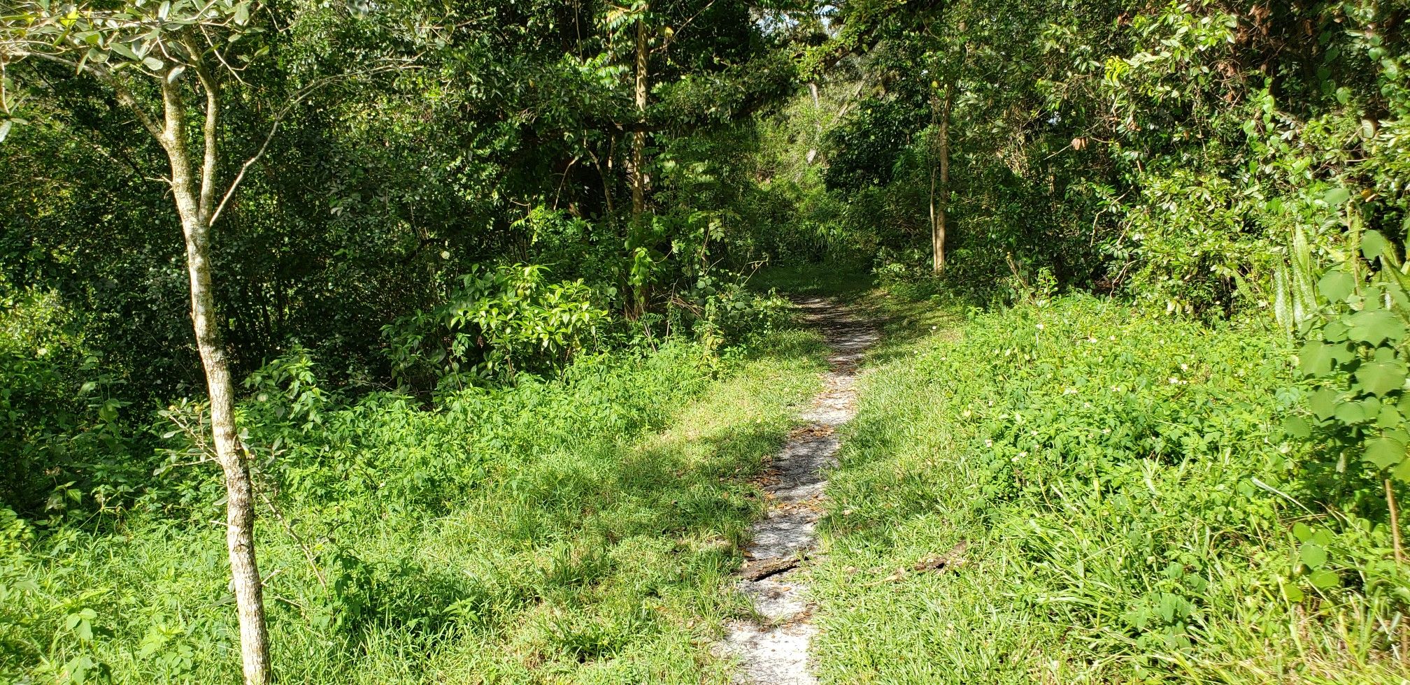 A narrow dirt path winds through a dense, sunlit green forest. - Tree Tops Park loop