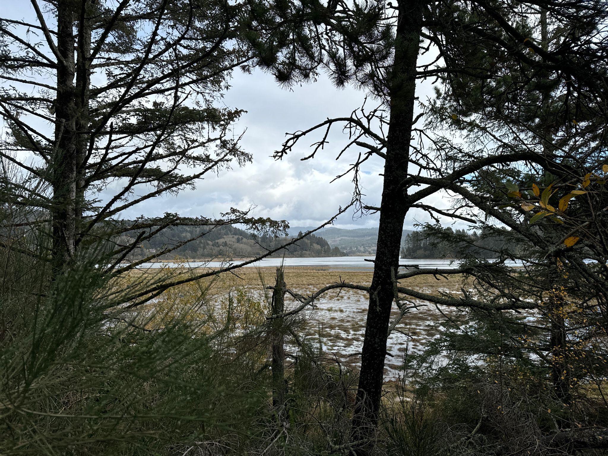 Overcast view through dark trees of a marshy water body and distant hills. - Bob Straub State Park loop run