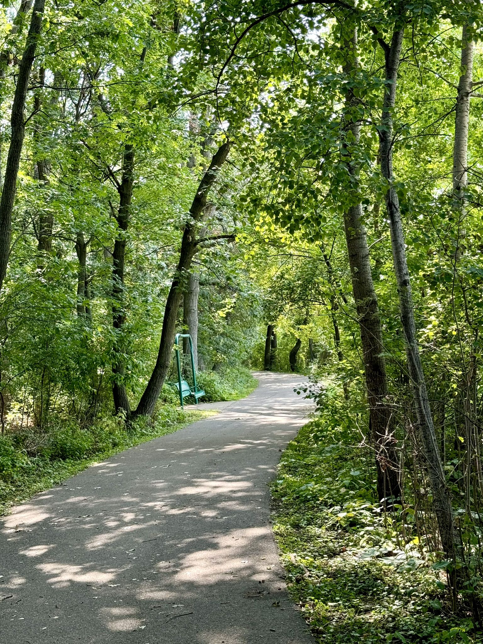Paved path winding through a sun-dappled, lush green forest. - Lake Camelot Park loop