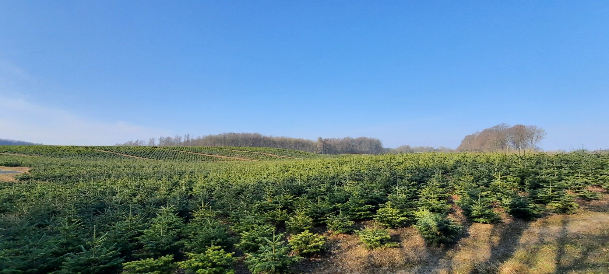 Nachwuchs🎄, die meisten werden nach Deutschland exportiert