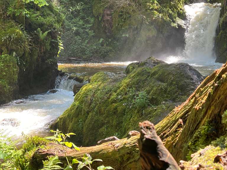SchwarzwaldRhododendron-Blte beim Geroldsauer Wasserfall | Wanderung  | Komoot