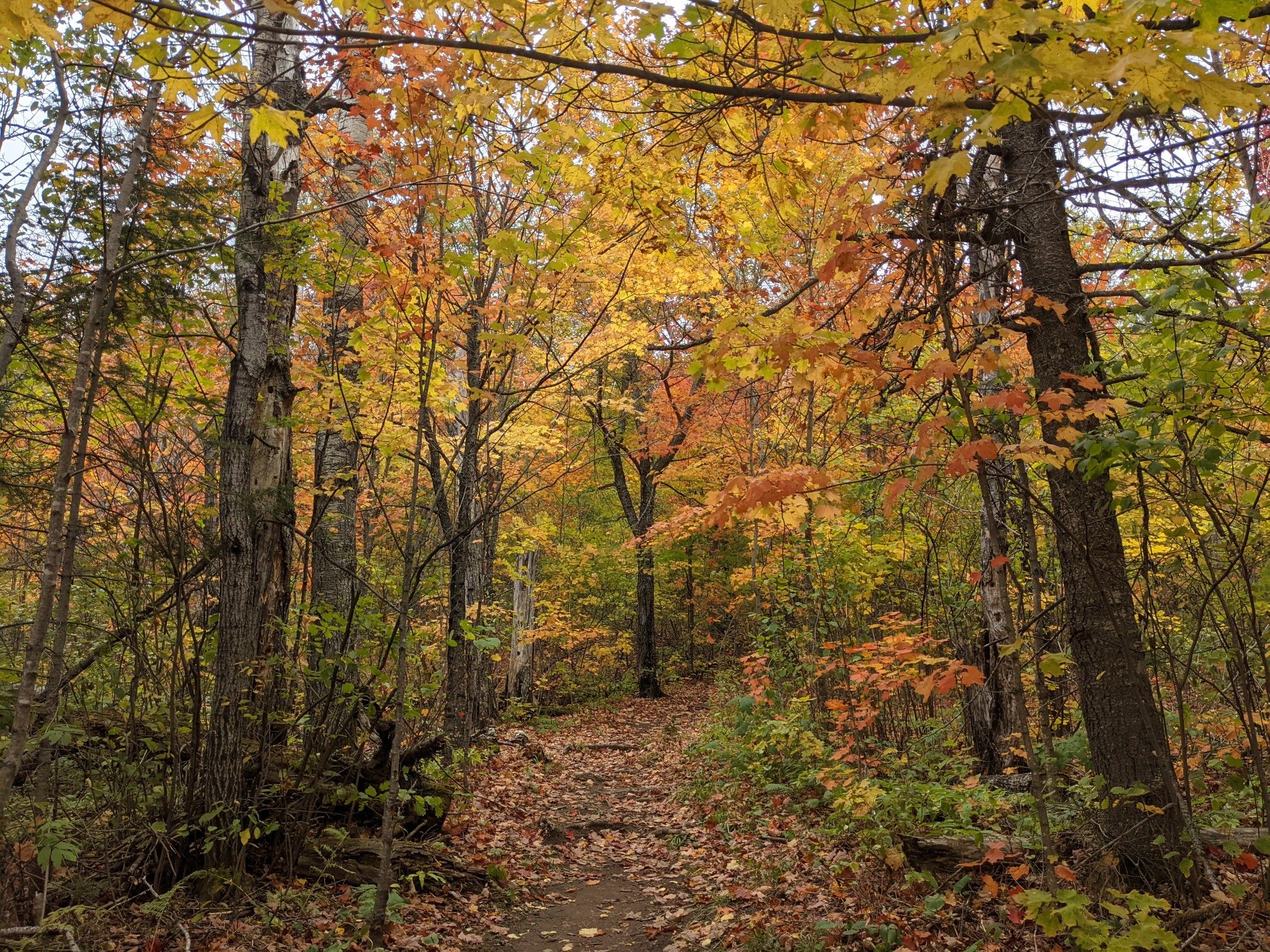 A forest path covered in fallen autumn leaves, surrounded by colorful trees. - Mystery Loop Trail