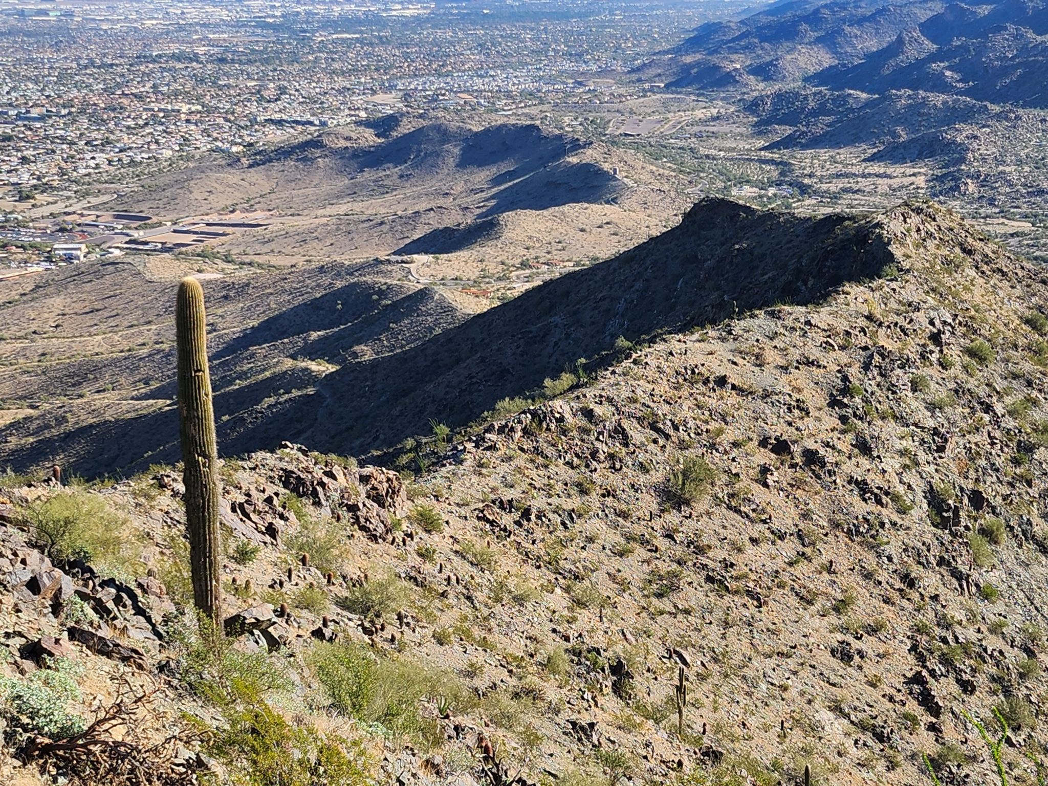 Tall saguaro cactus on rocky desert hillside overlooking a distant city. - Hau'pal Loop Trail