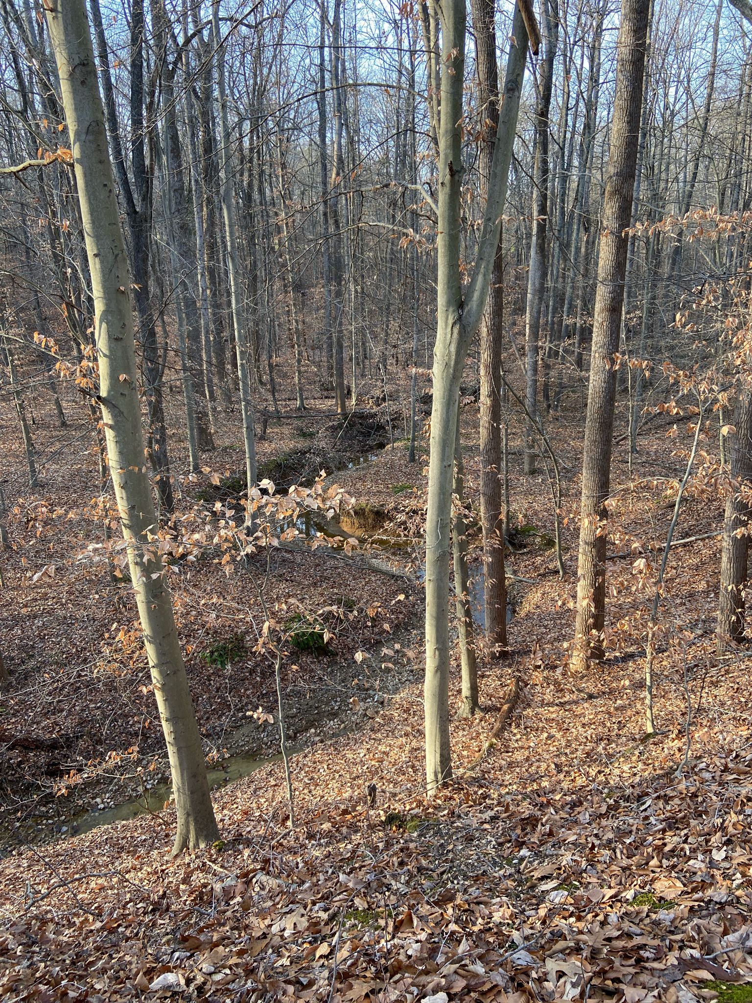 Sunny deciduous forest with bare trees, fallen leaves, and a winding creek bed. - Red Trail Loop