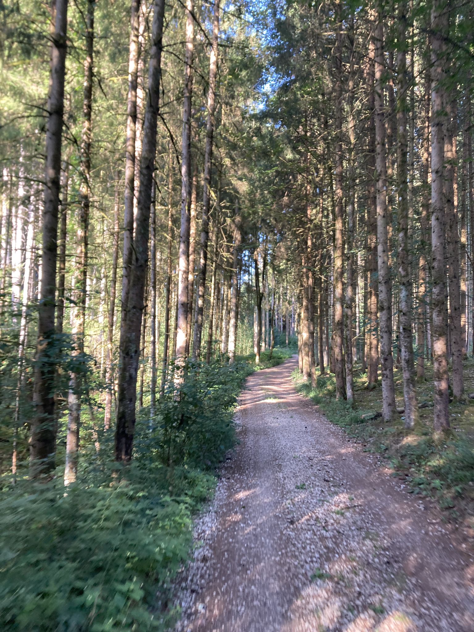 durch den Stammhamer Wald