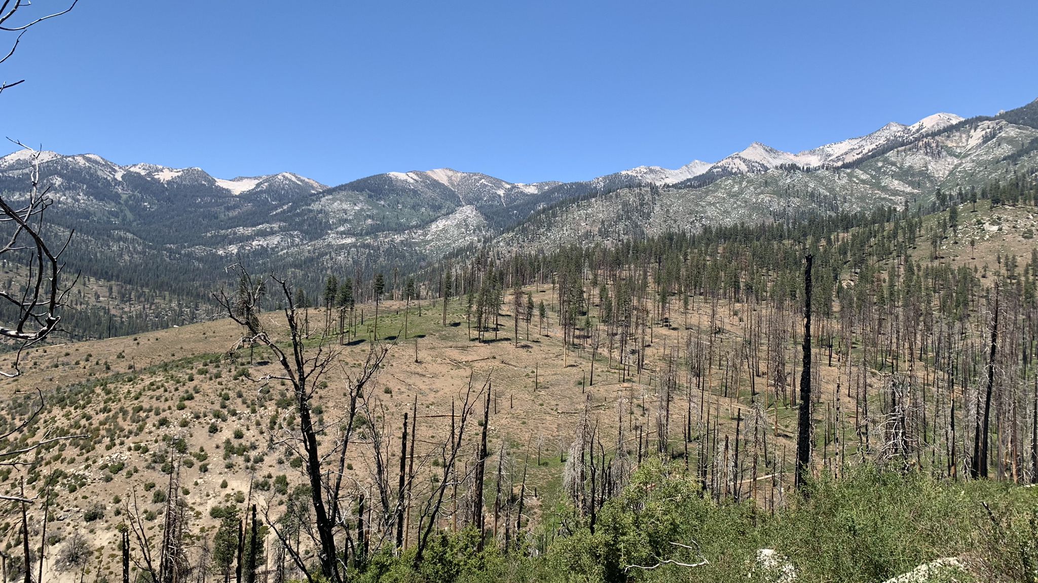 Sunny view of burnt forest hills leading to snow-capped mountains. - Hotel Creek Trail
