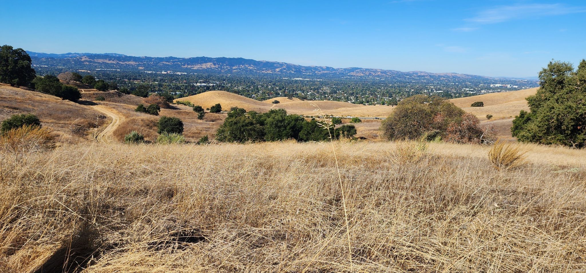 Distant city view from dry golden hills under a clear blue sky. - Ohlone Trail to Buckeye Loop