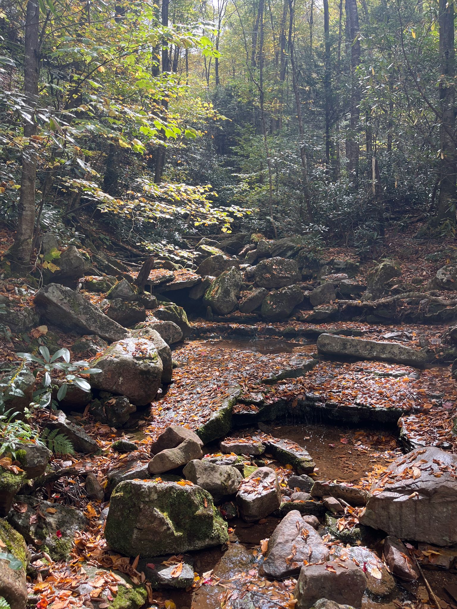 Rocky stream bed covered in autumn leaves within a dense forest. - Red Creek Trail