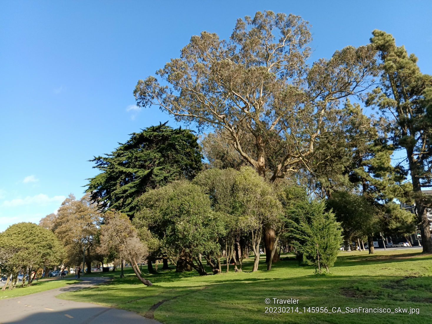 Large, diverse trees in a sunny green park with a clear blue sky. - Panhandle pedestrian trail – Panhandle Bike Trail 🚵 loop from Church